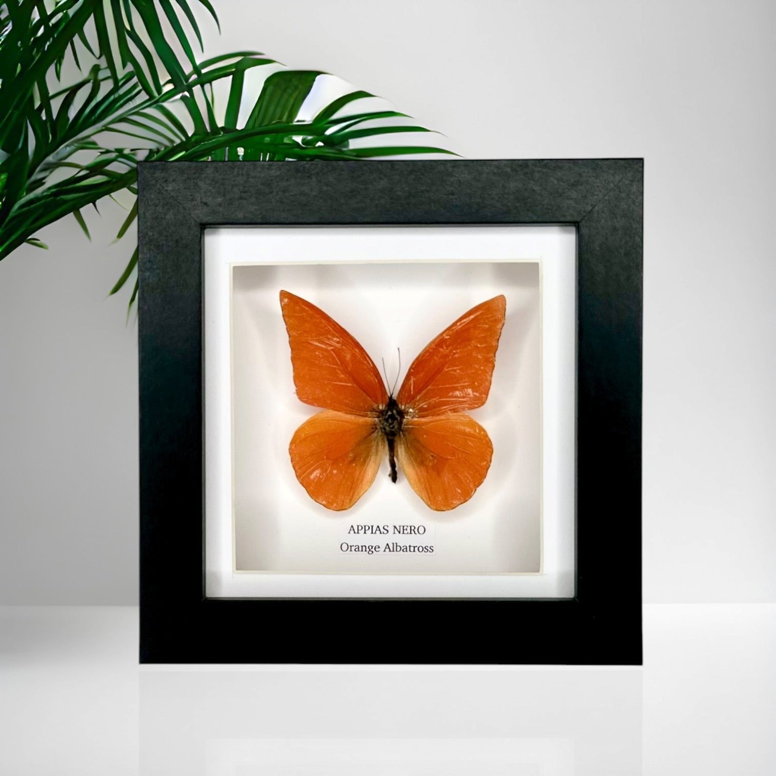 Orange Albatross | Appias Nero | Small deep black shadow Frame - Taxidermy Entomology Home Decor Framed Natural Art handmade by cuteaholic gifts