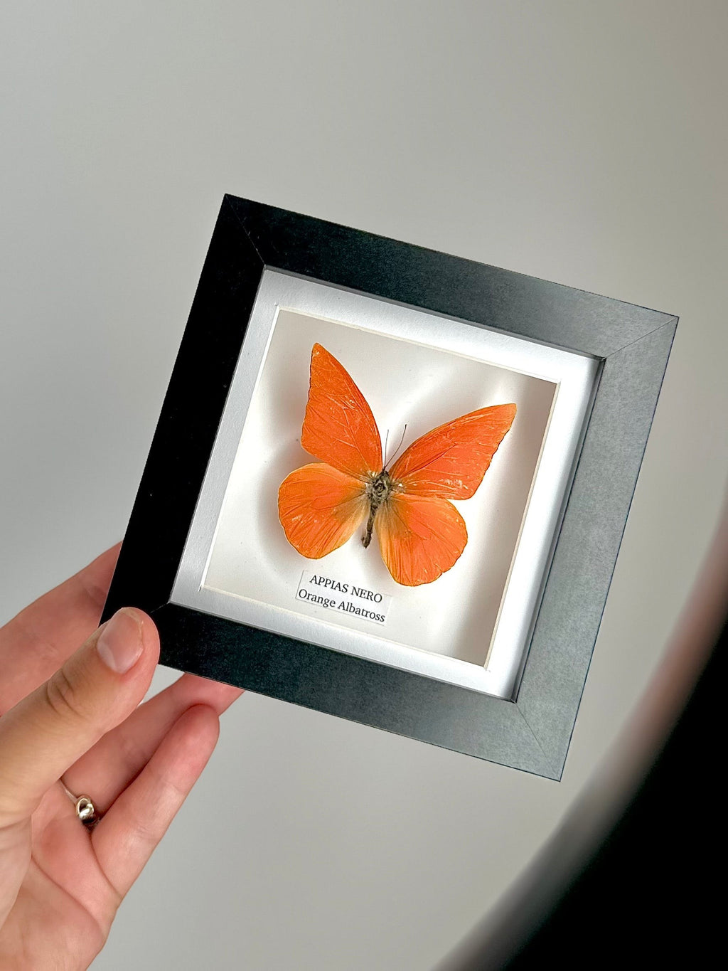 Orange Albatross | Appias Nero | Small deep black shadow Frame - Taxidermy Entomology Home Decor Framed Natural Art handmade by cuteaholic gifts