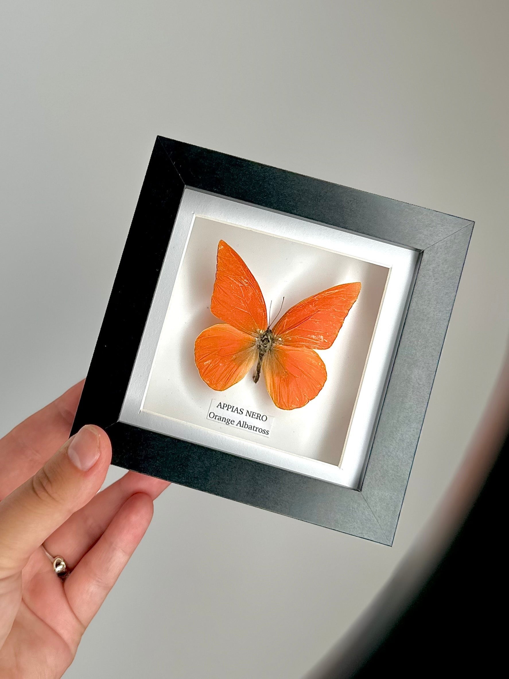 Orange Albatross | Appias Nero | Small deep black shadow Frame - Taxidermy Entomology Home Decor Framed Natural Art handmade by cuteaholic gifts