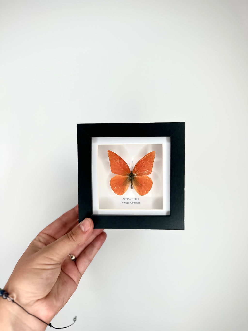 Orange Albatross | Appias Nero | Small deep black shadow Frame - Taxidermy Entomology Home Decor Framed Natural Art handmade by cuteaholic gifts