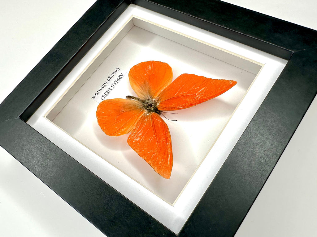 Orange Albatross | Appias Nero | Small deep black shadow Frame - Taxidermy Entomology Home Decor Framed Natural Art handmade by cuteaholic gifts