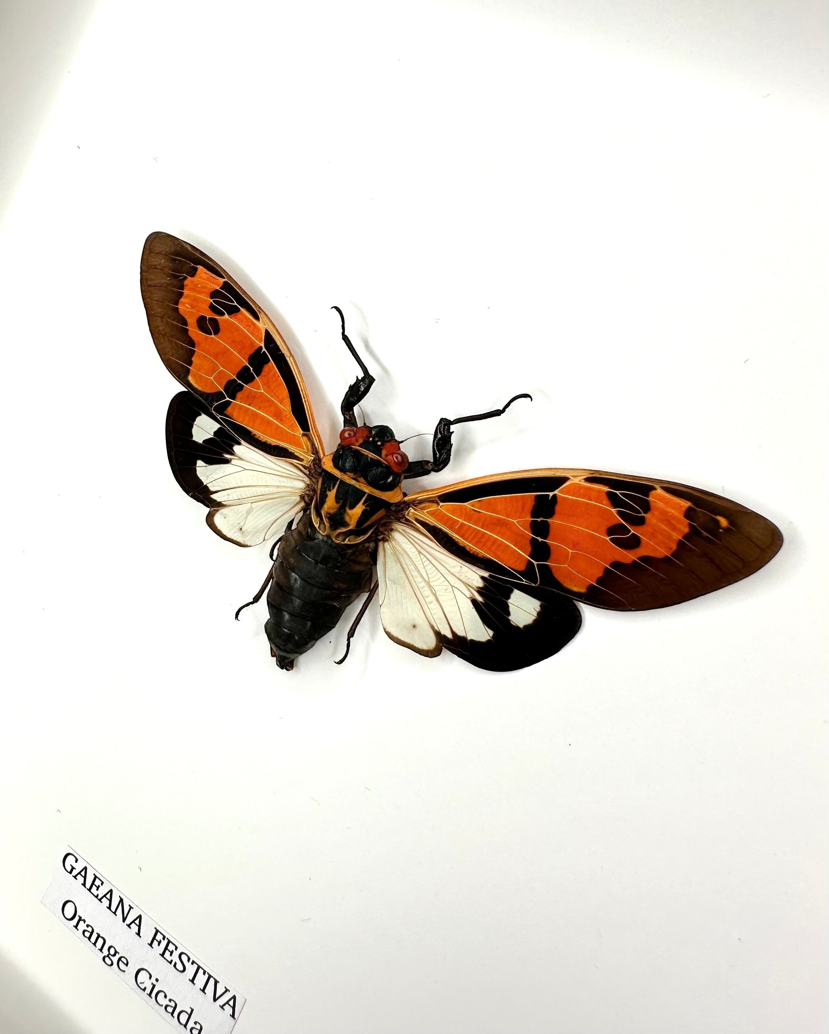 Orange Cicada | Gaeana Festiva | Medium black deep shadow Frame - Taxidermy Entomology Home Decor Framed Natural Art handmade by cuteaholicgifts