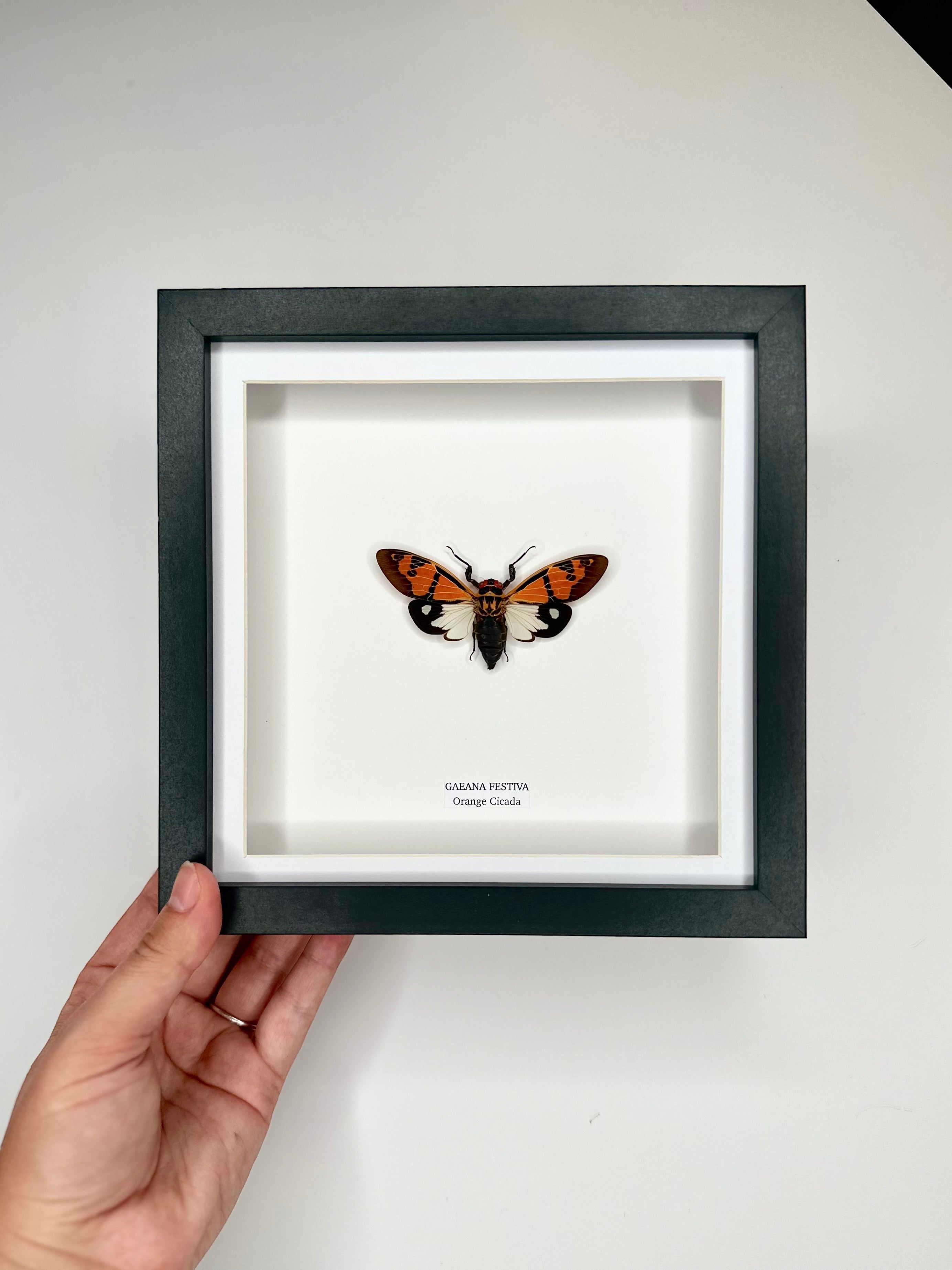 Orange Cicada | Gaeana Festiva | Medium black deep shadow Frame - Taxidermy Entomology Home Decor Framed Natural Art handmade by cuteaholicgifts