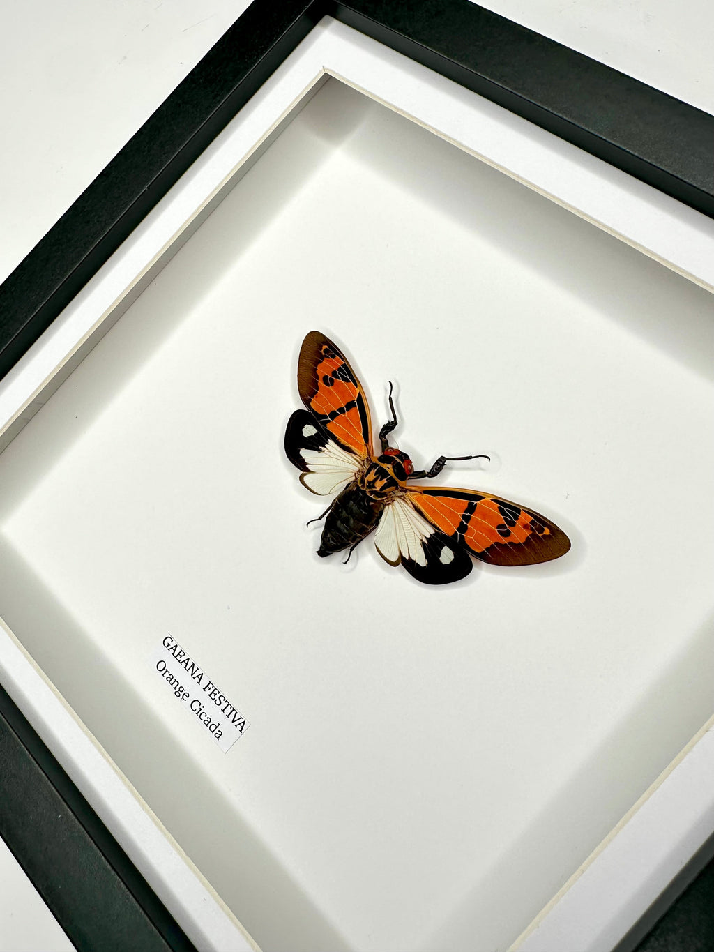 Orange Cicada | Gaeana Festiva | Medium black deep shadow Frame - Taxidermy Entomology Home Decor Framed Natural Art handmade by cuteaholicgifts