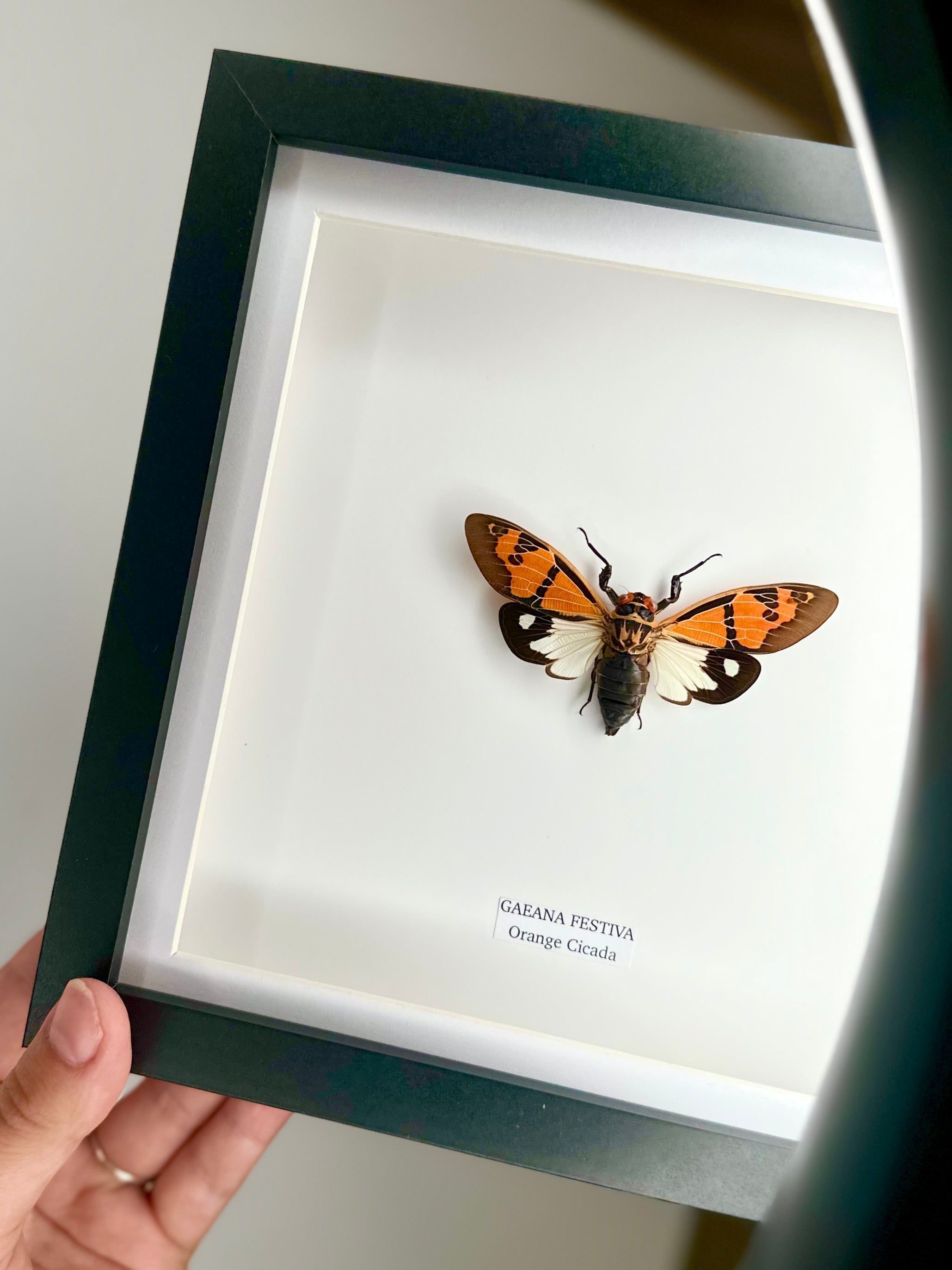Orange Cicada | Gaeana Festiva | Medium black deep shadow Frame - Taxidermy Entomology Home Decor Framed Natural Art handmade by cuteaholicgifts