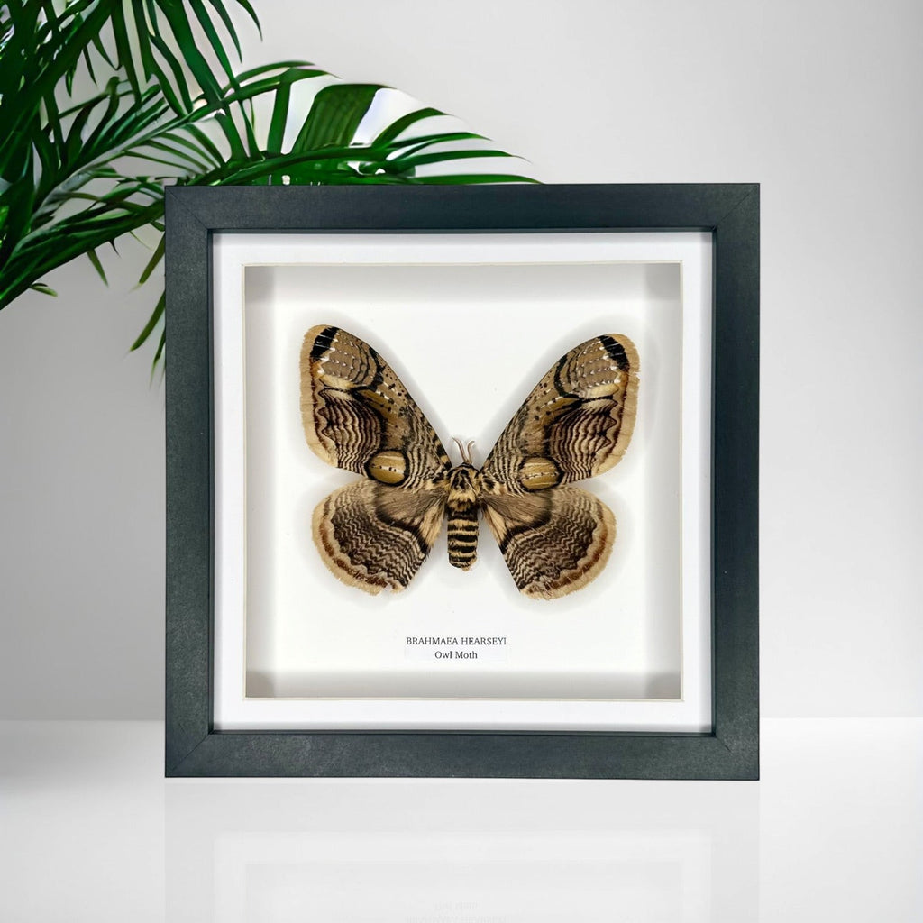 Owl Moth | Brahmaea Hearseyi | Medium deep black shadow Frame - Taxidermy Entomology Home Decor Framed Natural Art handmade by cuteaholic gifts