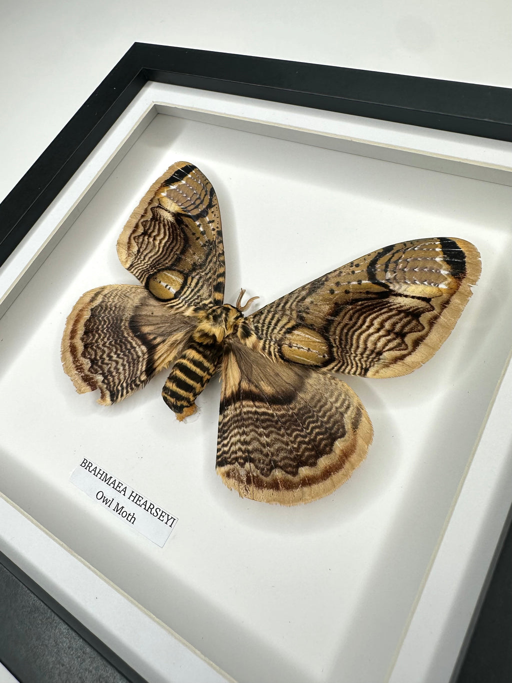 Owl Moth | Brahmaea Hearseyi | Medium deep black shadow Frame - Taxidermy Entomology Home Decor Framed Natural Art handmade by cuteaholic gifts