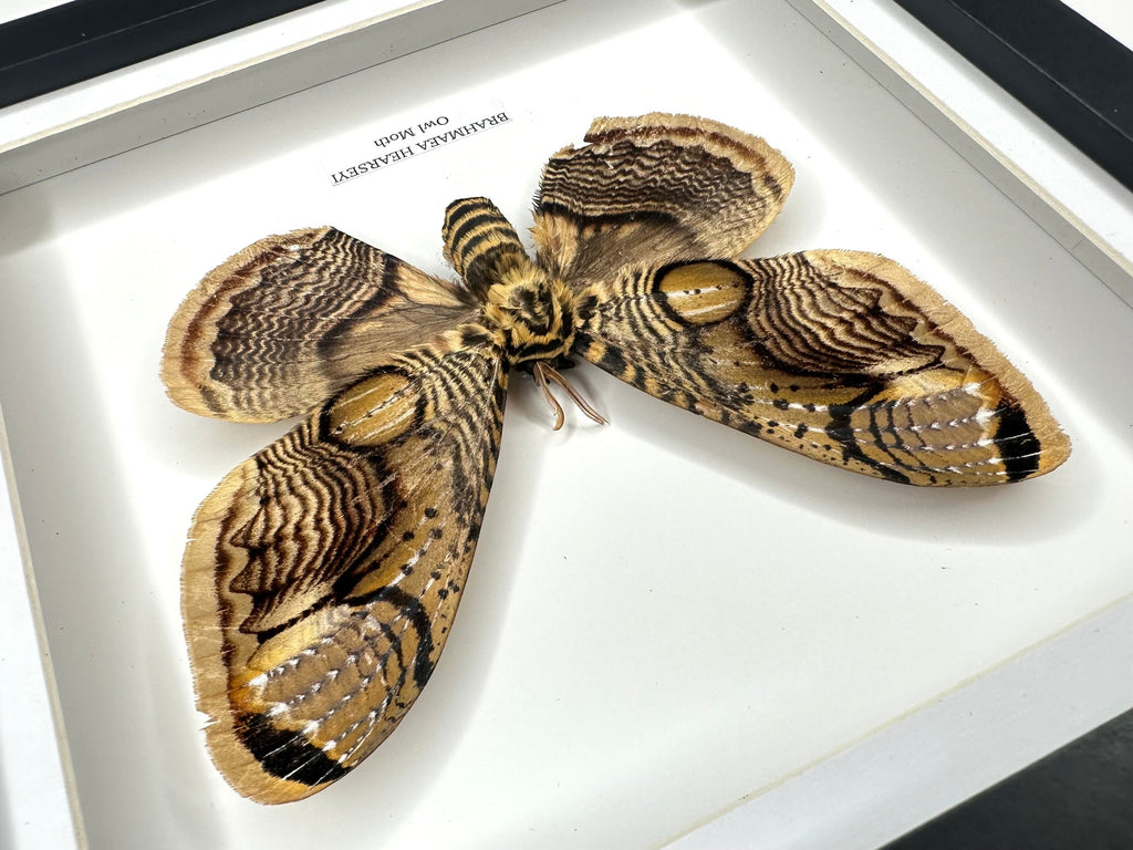 Owl Moth | Brahmaea Hearseyi | Medium deep black shadow Frame - Taxidermy Entomology Home Decor Framed Natural Art handmade by cuteaholic gifts