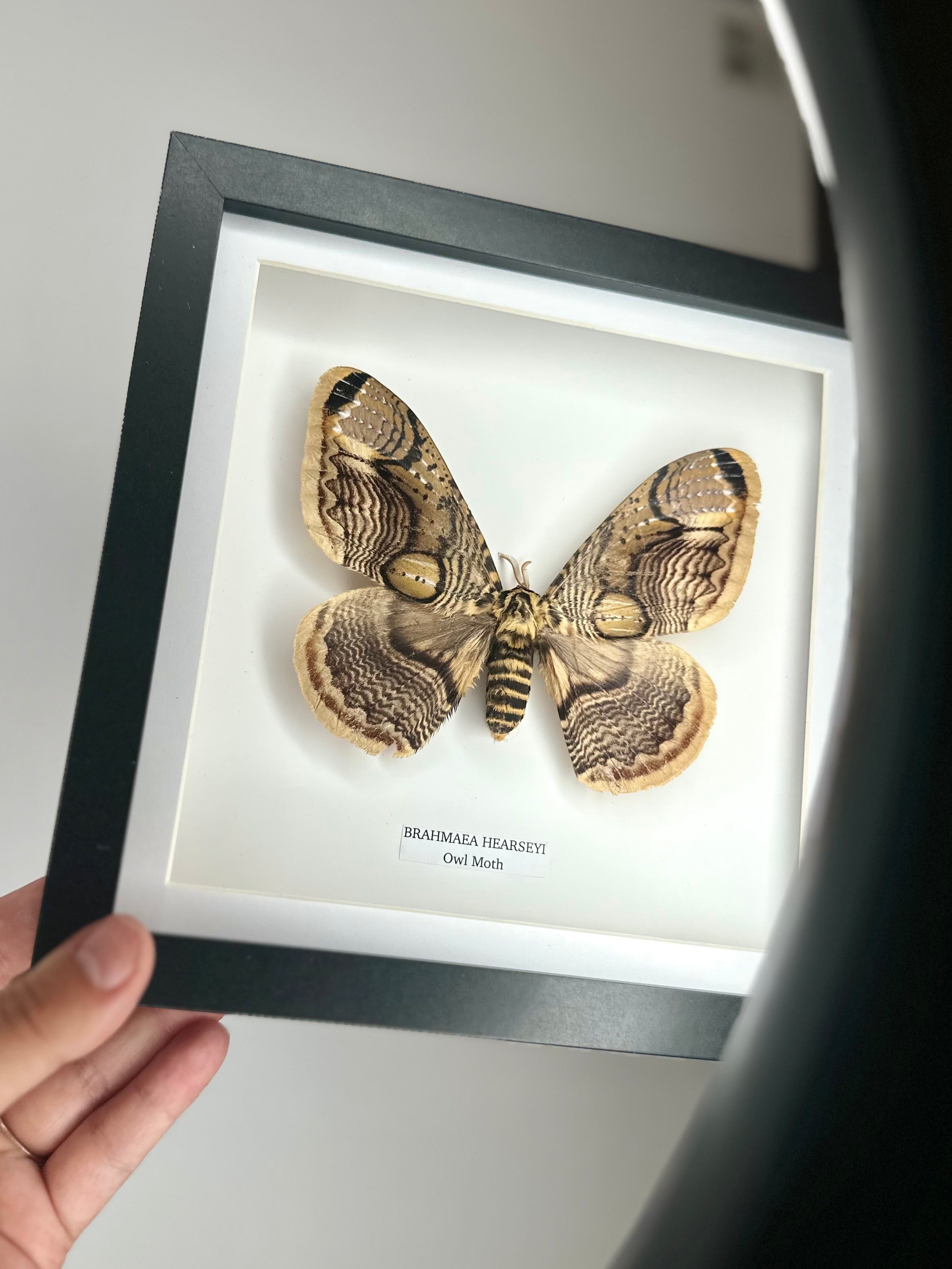 Owl Moth | Brahmaea Hearseyi | Medium deep black shadow Frame - Taxidermy Entomology Home Decor Framed Natural Art handmade by cuteaholic gifts