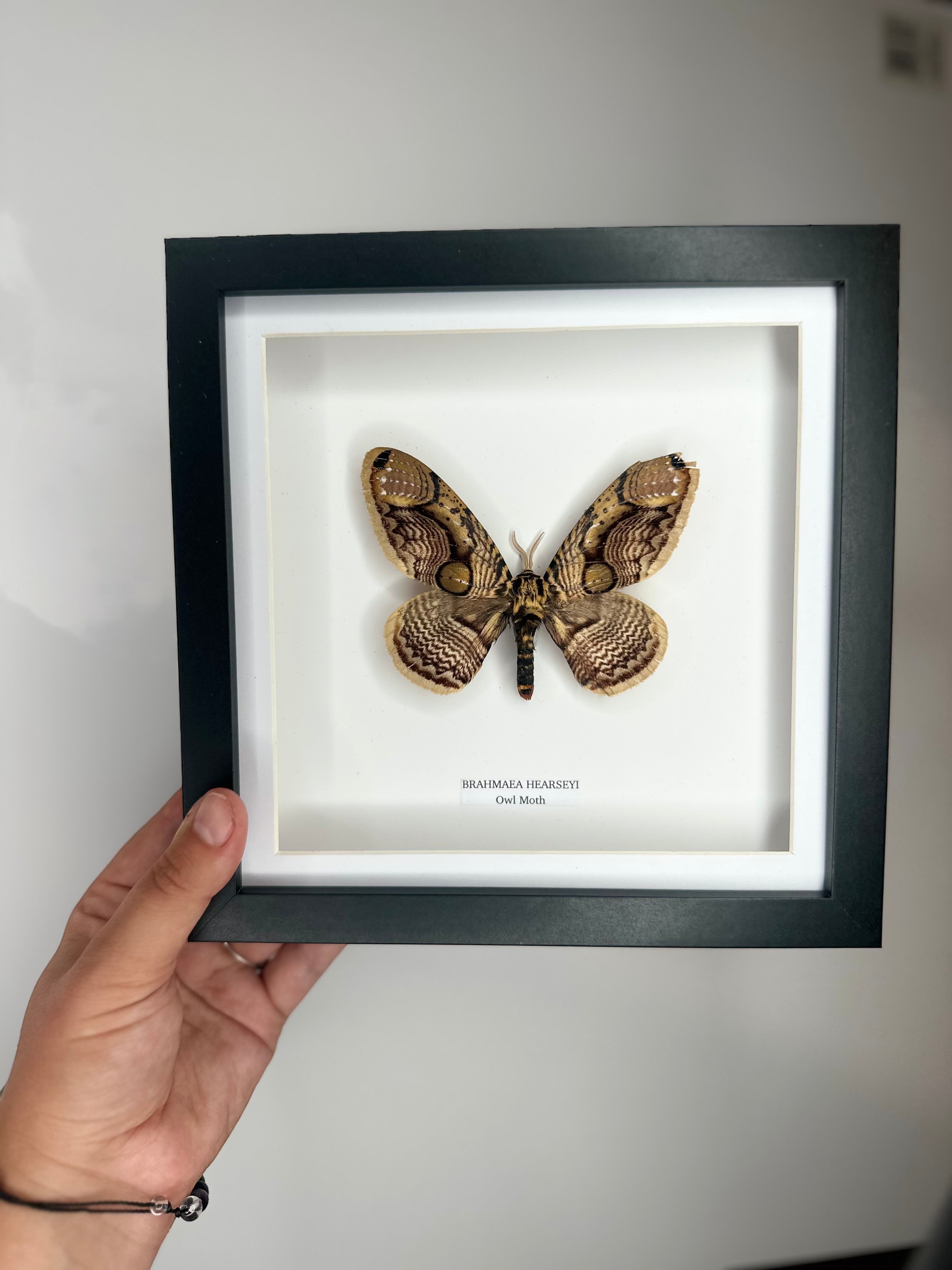 Owl Moth | Brahmaea Hearseyi | Medium deep black shadow Frame - Taxidermy Entomology Home Decor Framed Natural Art handmade by cuteaholic gifts