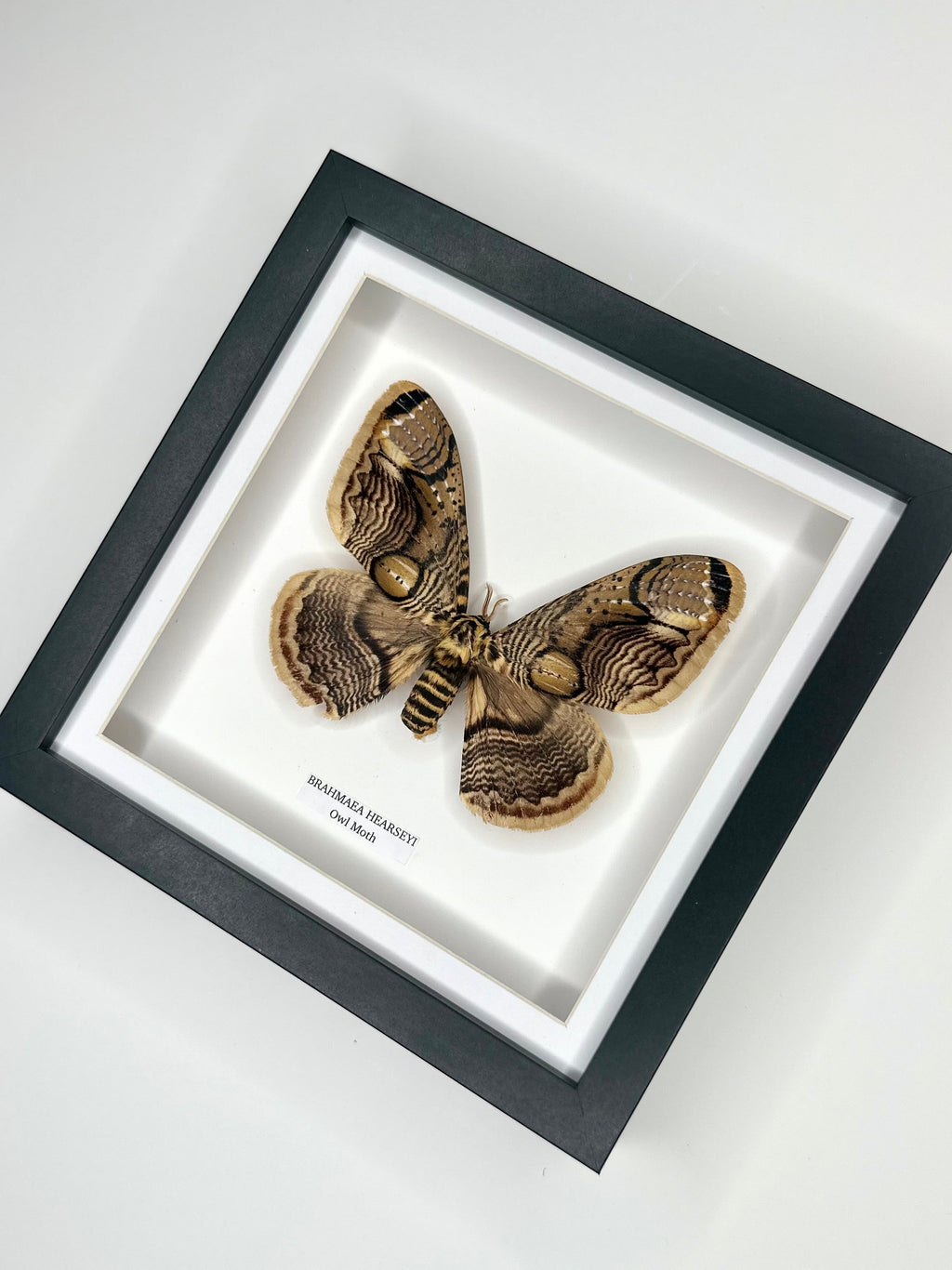 Owl Moth | Brahmaea Hearseyi | Medium deep black shadow Frame - Taxidermy Entomology Home Decor Framed Natural Art handmade by cuteaholic gifts