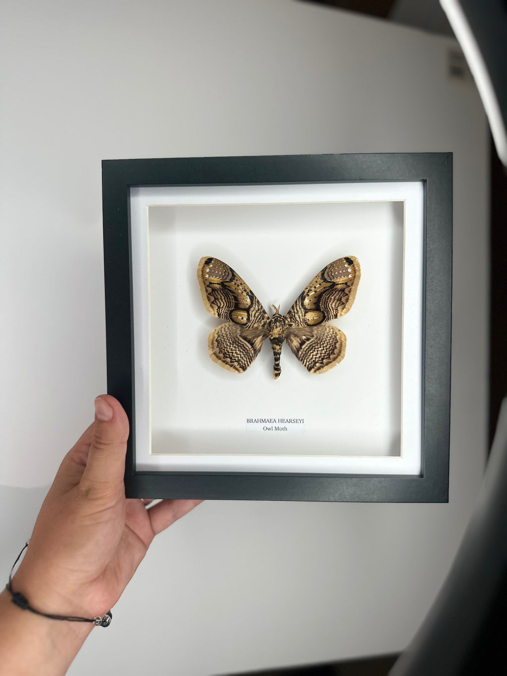 Owl Moth | Brahmaea Hearseyi | Medium deep black shadow Frame - Taxidermy Entomology Home Decor Framed Natural Art handmade by cuteaholic gifts