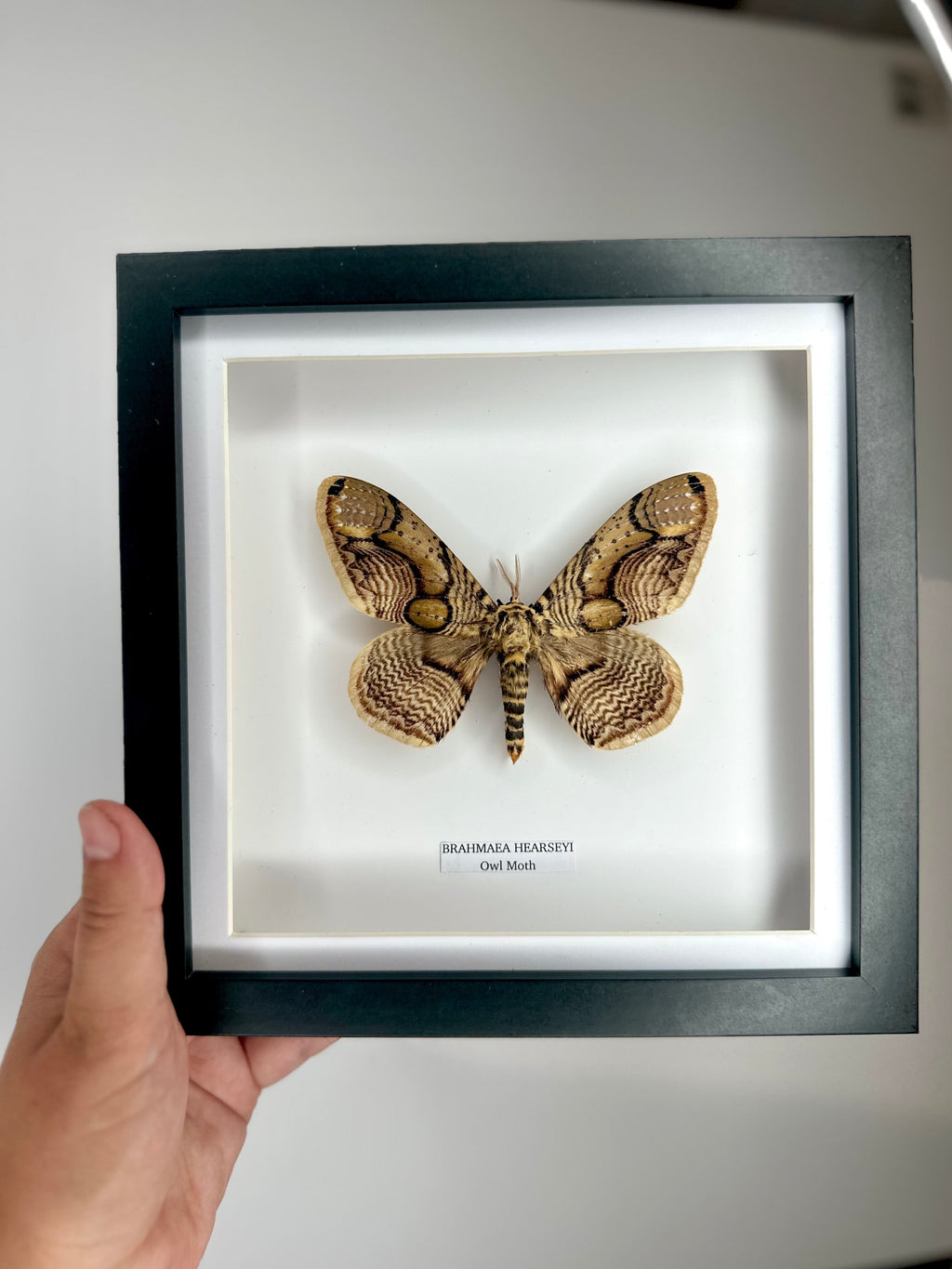 Owl Moth | Brahmaea Hearseyi | Medium deep black shadow Frame - Taxidermy Entomology Home Decor Framed Natural Art handmade by cuteaholic gifts
