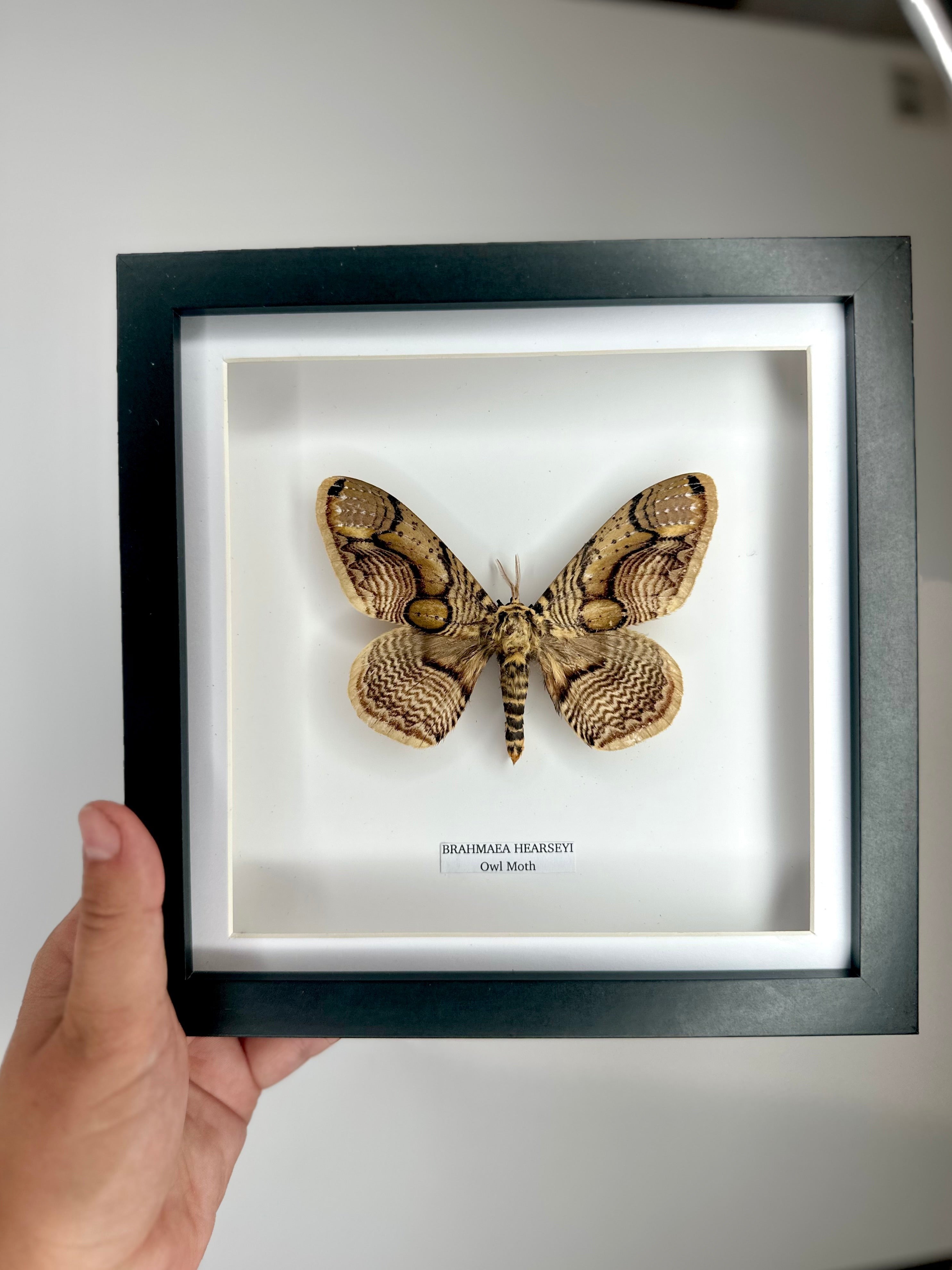 Owl Moth | Brahmaea Hearseyi | Medium deep black shadow Frame - Taxidermy Entomology Home Decor Framed Natural Art handmade by cuteaholic gifts