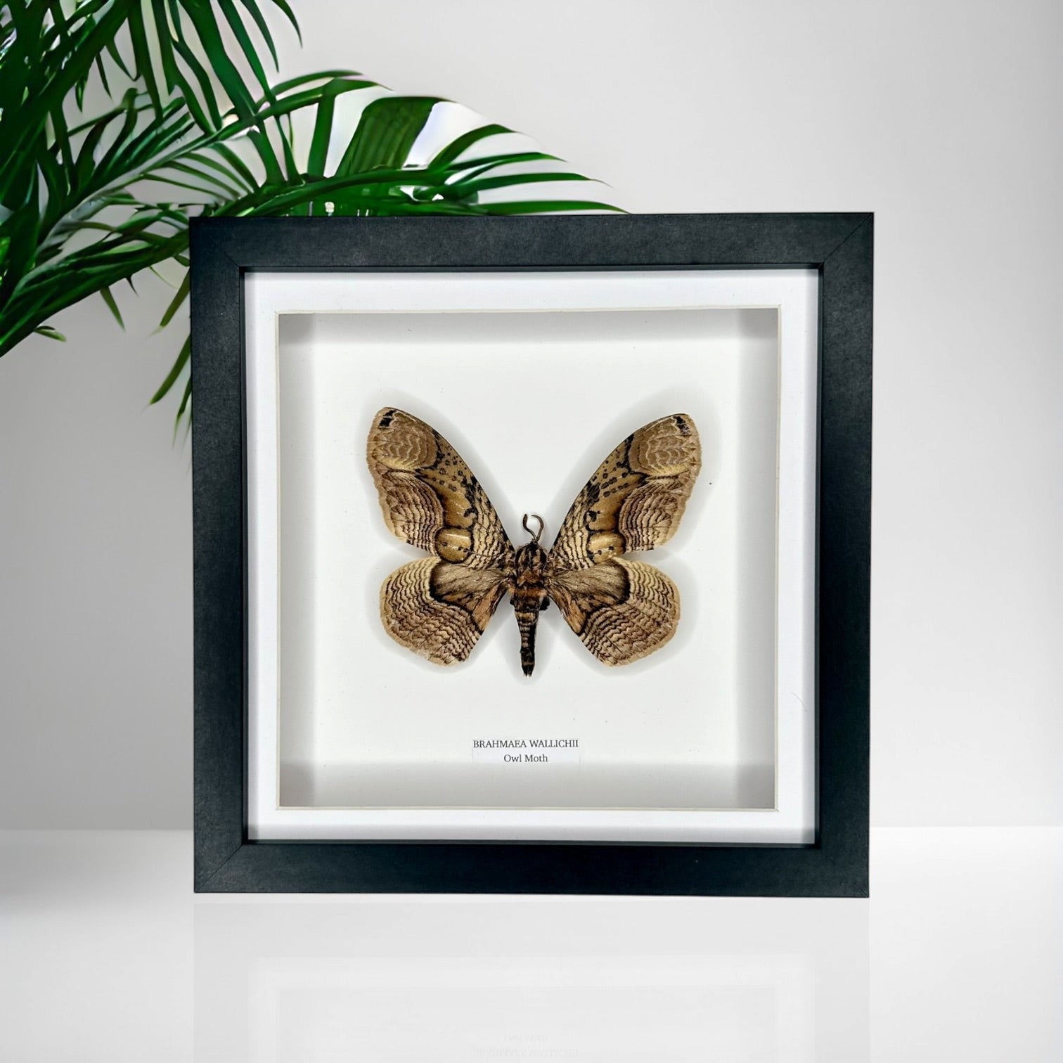 Owl Moth | Brahmaea Wallichii | Medium black shadow deep Frame • Taxidermy Entomology Home Decor Framed Art handmade by cuteaholic gifts