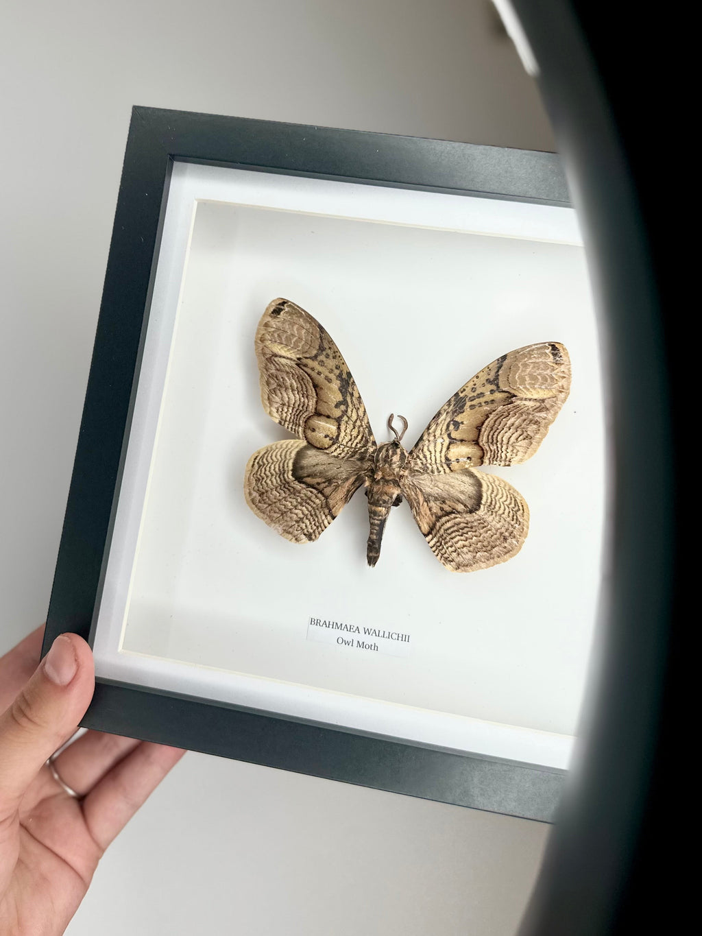 Owl Moth | Brahmaea Wallichii | Medium black shadow deep Frame • Taxidermy Entomology Home Decor Framed Art handmade by cuteaholic gifts