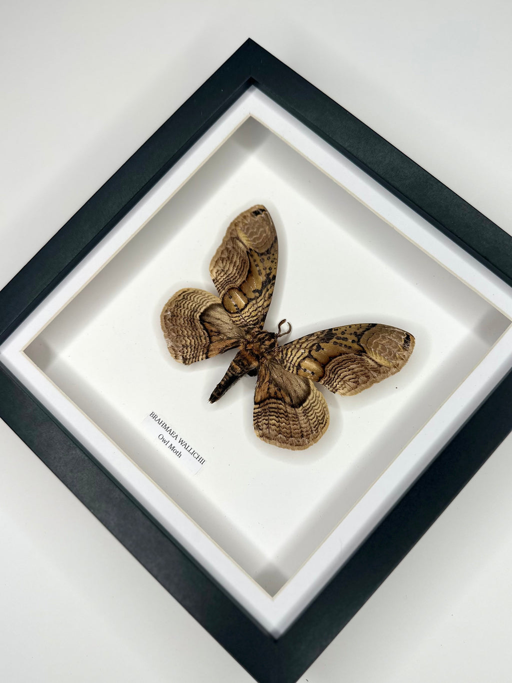 Owl Moth | Brahmaea Wallichii | Medium black shadow deep Frame • Taxidermy Entomology Home Decor Framed Art handmade by cuteaholic gifts