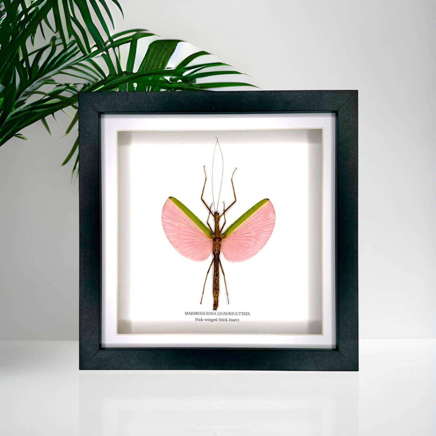Pink-winged Stick Insect | Marmessoidea Quadriguttata | deep black Medium Frame - Taxidermy Entomology Home Decor Framed Natural Art handmade by cuteaholic gifts