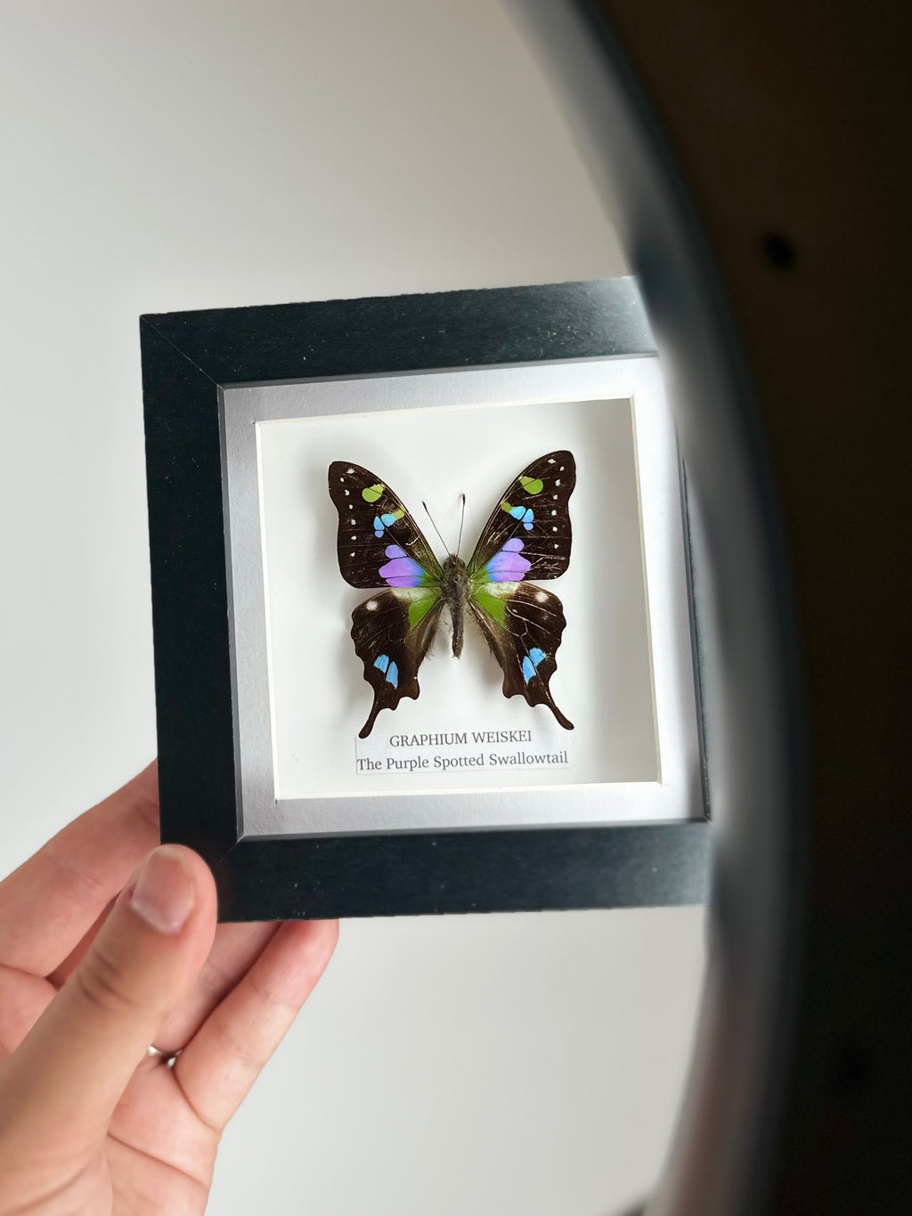 Purple Spotted Swallowtail (Graphium Weiskei) – Small Framed butterfly with blue and green details handmade by cuteaholic entomology taxidermy insects bugs