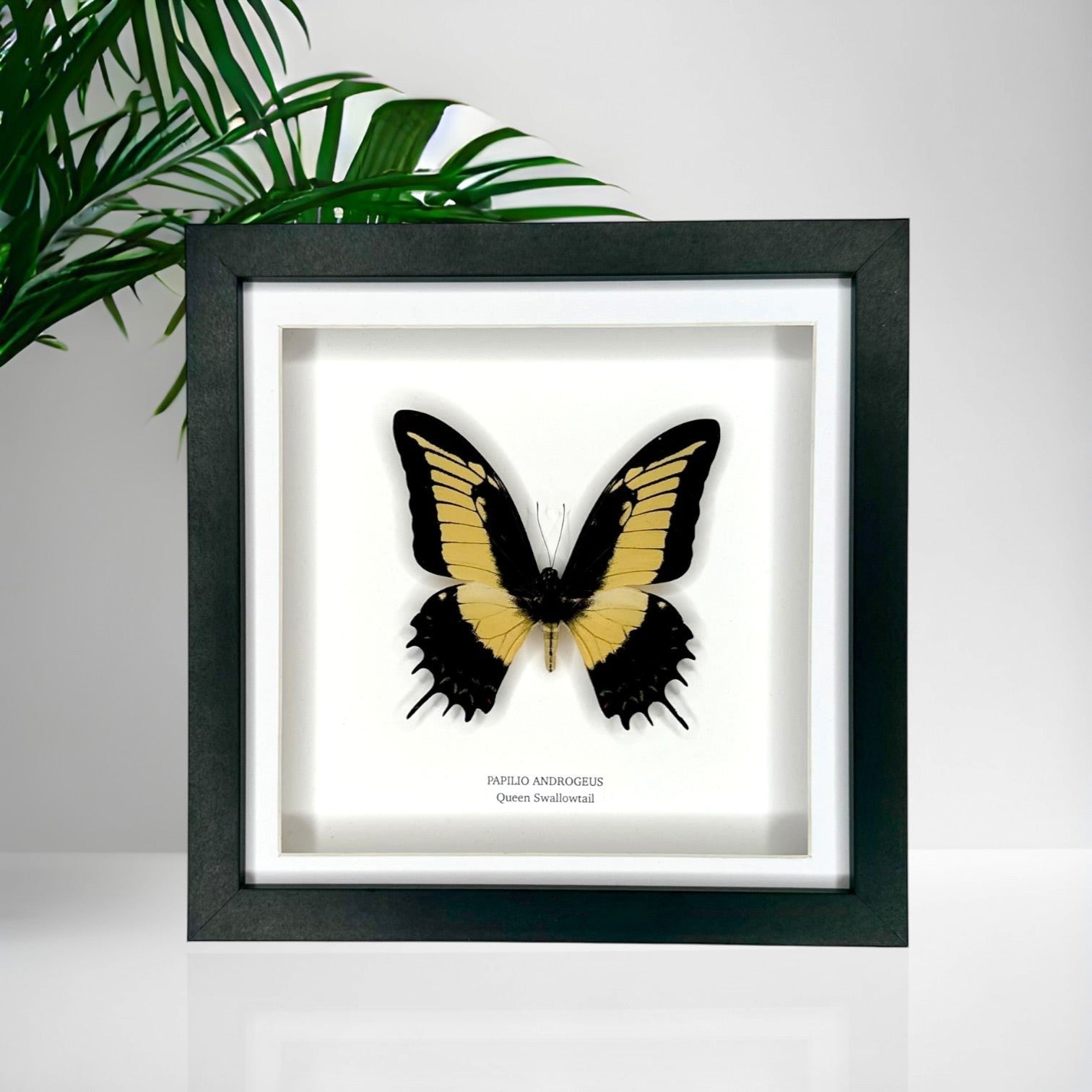 Queen Swallowtail | Papilio Androgeus | black deep shadow Medium Frame - Taxidermy Entomology Home Decor Framed Natural Art handmade by cuteaholic gifts