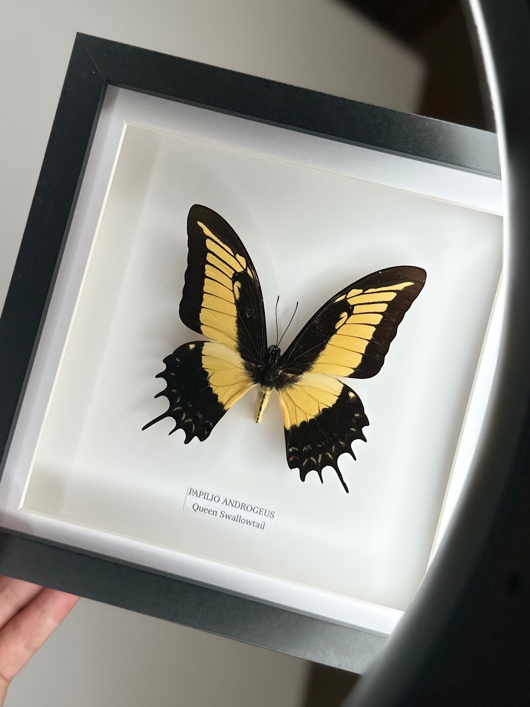 Cuteaholic Queen Swallowtail Papilio Androgeus butterfly in a medium black and white frame. Yellow and black wings with scalloped edges. Queen Swallowtail | Papilio Androgeus | black deep shadow Medium Frame - Taxidermy Entomology Home Decor Framed Natural Art handmade by cuteaholic gifts