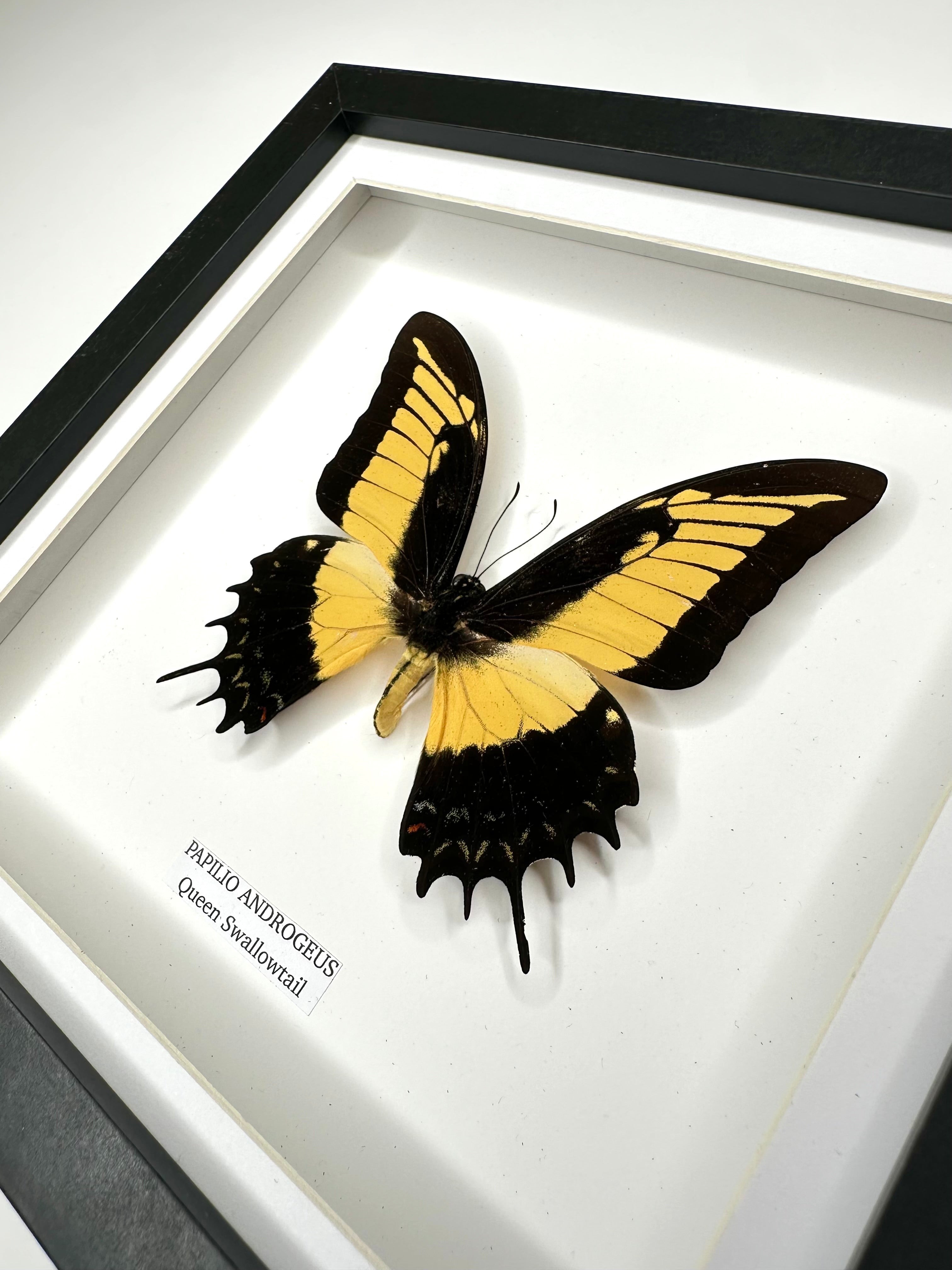Cuteaholic Queen Swallowtail Papilio Androgeus butterfly in a medium black and white frame. Yellow and black wings with scalloped edges. Queen Swallowtail | Papilio Androgeus | black deep shadow Medium Frame - Taxidermy Entomology Home Decor Framed Natural Art handmade by cuteaholic gifts