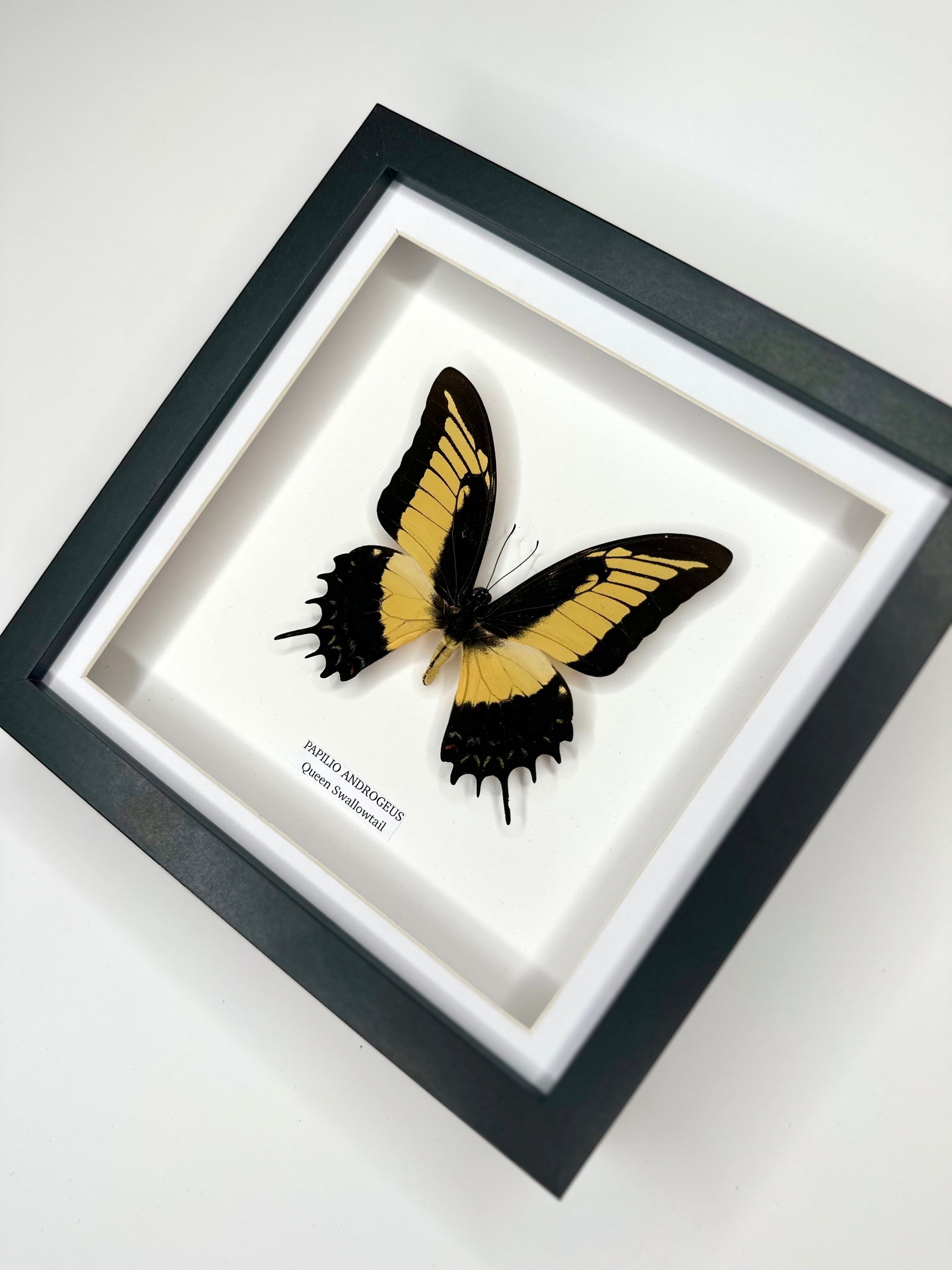 Cuteaholic Queen Swallowtail Papilio Androgeus butterfly in a medium black and white frame. Yellow and black wings with scalloped edges. Queen Swallowtail | Papilio Androgeus | black deep shadow Medium Frame - Taxidermy Entomology Home Decor Framed Natural Art handmade by cuteaholic gifts