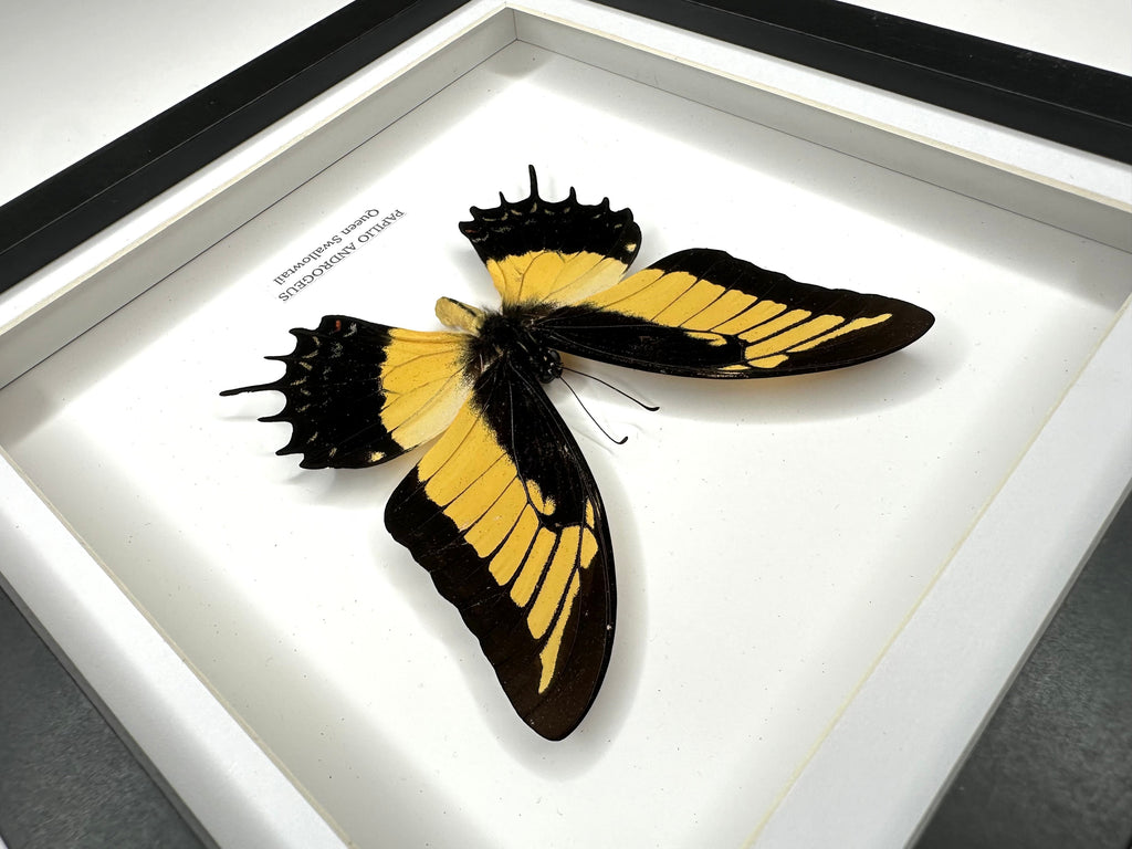 Cuteaholic Queen Swallowtail Papilio Androgeus butterfly in a medium black and white frame. Yellow and black wings with scalloped edges. Queen Swallowtail | Papilio Androgeus | black deep shadow Medium Frame - Taxidermy Entomology Home Decor Framed Natural Art handmade by cuteaholic gifts