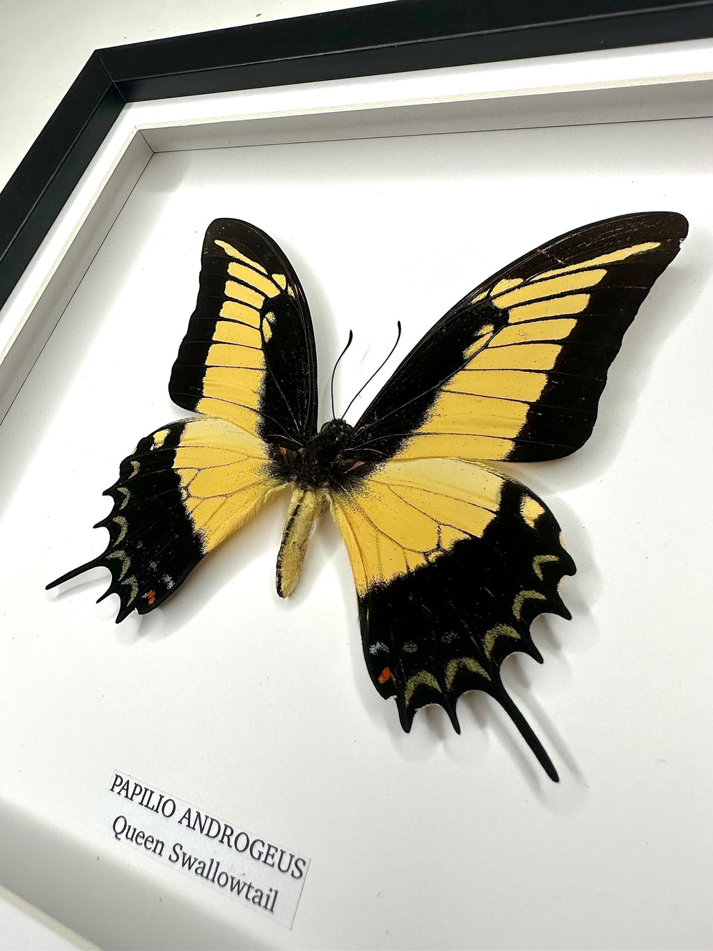 Cuteaholic Queen Swallowtail Papilio Androgeus butterfly in a medium black and white frame. Yellow and black wings with scalloped edges. Queen Swallowtail | Papilio Androgeus | black deep shadow Medium Frame - Taxidermy Entomology Home Decor Framed Natural Art handmade by cuteaholic gifts