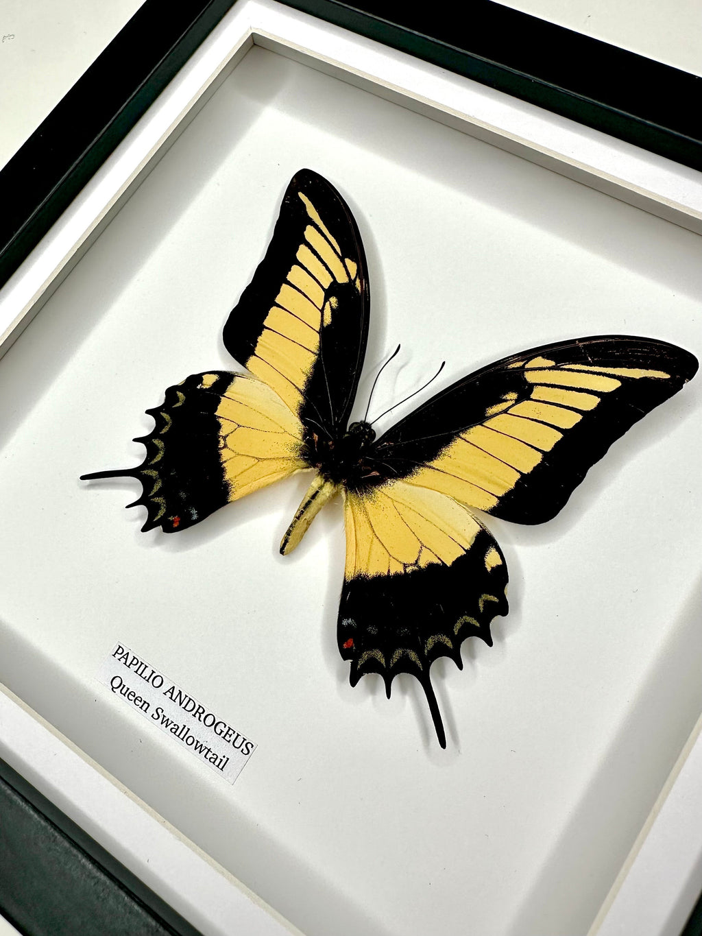 Cuteaholic Queen Swallowtail Papilio Androgeus butterfly in a medium black and white frame. Yellow and black wings with scalloped edges. Queen Swallowtail | Papilio Androgeus | black deep shadow Medium Frame - Taxidermy Entomology Home Decor Framed Natural Art handmade by cuteaholic gifts