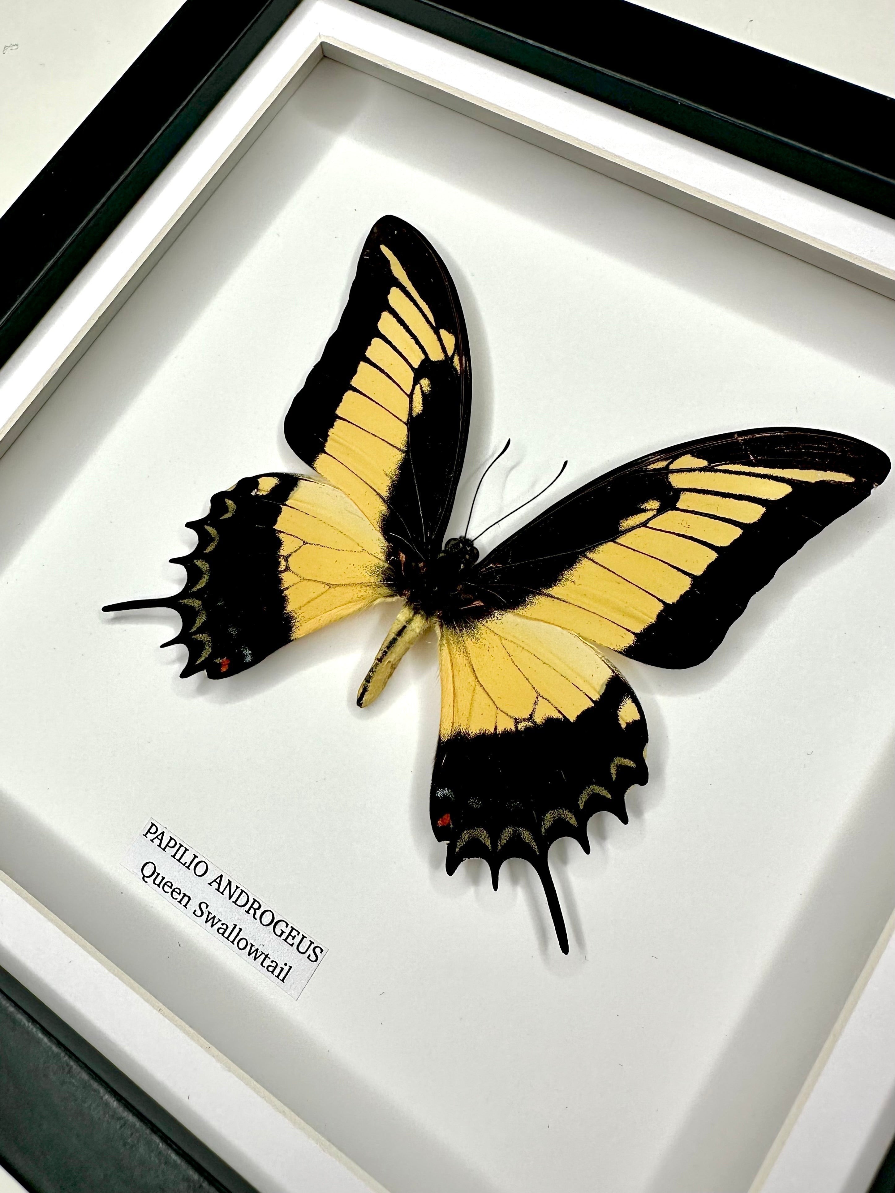 Cuteaholic Queen Swallowtail Papilio Androgeus butterfly in a medium black and white frame. Yellow and black wings with scalloped edges. Queen Swallowtail | Papilio Androgeus | black deep shadow Medium Frame - Taxidermy Entomology Home Decor Framed Natural Art handmade by cuteaholic gifts