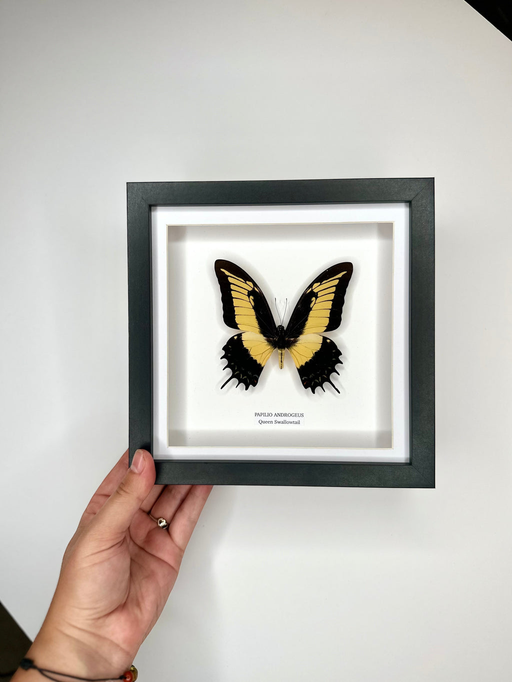 Cuteaholic Queen Swallowtail Papilio Androgeus butterfly in a medium black and white frame. Yellow and black wings with scalloped edges. Queen Swallowtail | Papilio Androgeus | black deep shadow Medium Frame - Taxidermy Entomology Home Decor Framed Natural Art handmade by cuteaholic gifts