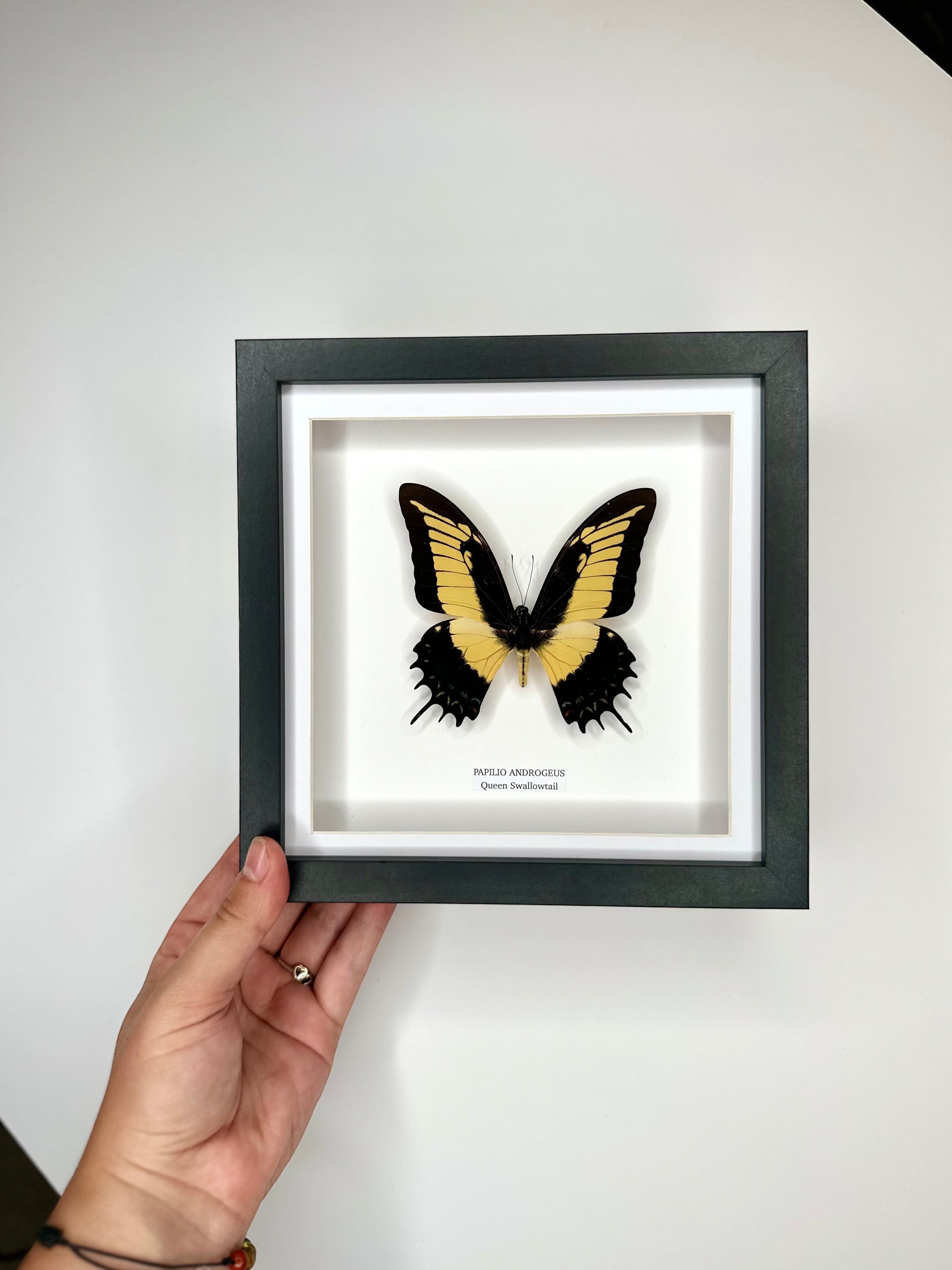 Cuteaholic Queen Swallowtail Papilio Androgeus butterfly in a medium black and white frame. Yellow and black wings with scalloped edges. Queen Swallowtail | Papilio Androgeus | black deep shadow Medium Frame - Taxidermy Entomology Home Decor Framed Natural Art handmade by cuteaholic gifts