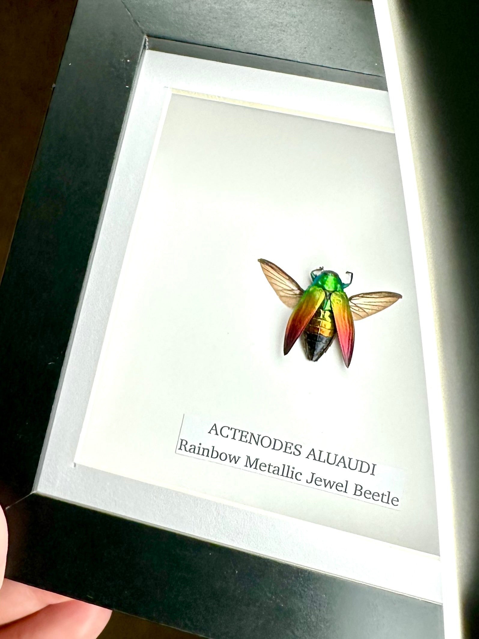 Rainbow Metallic Jewel Beetle | Actenodes Aluaudi | Medium black deep shadow Frame - Insect Taxidermy Entomology Home Decor Framed Natural Art handmade by cuteaholic gifts