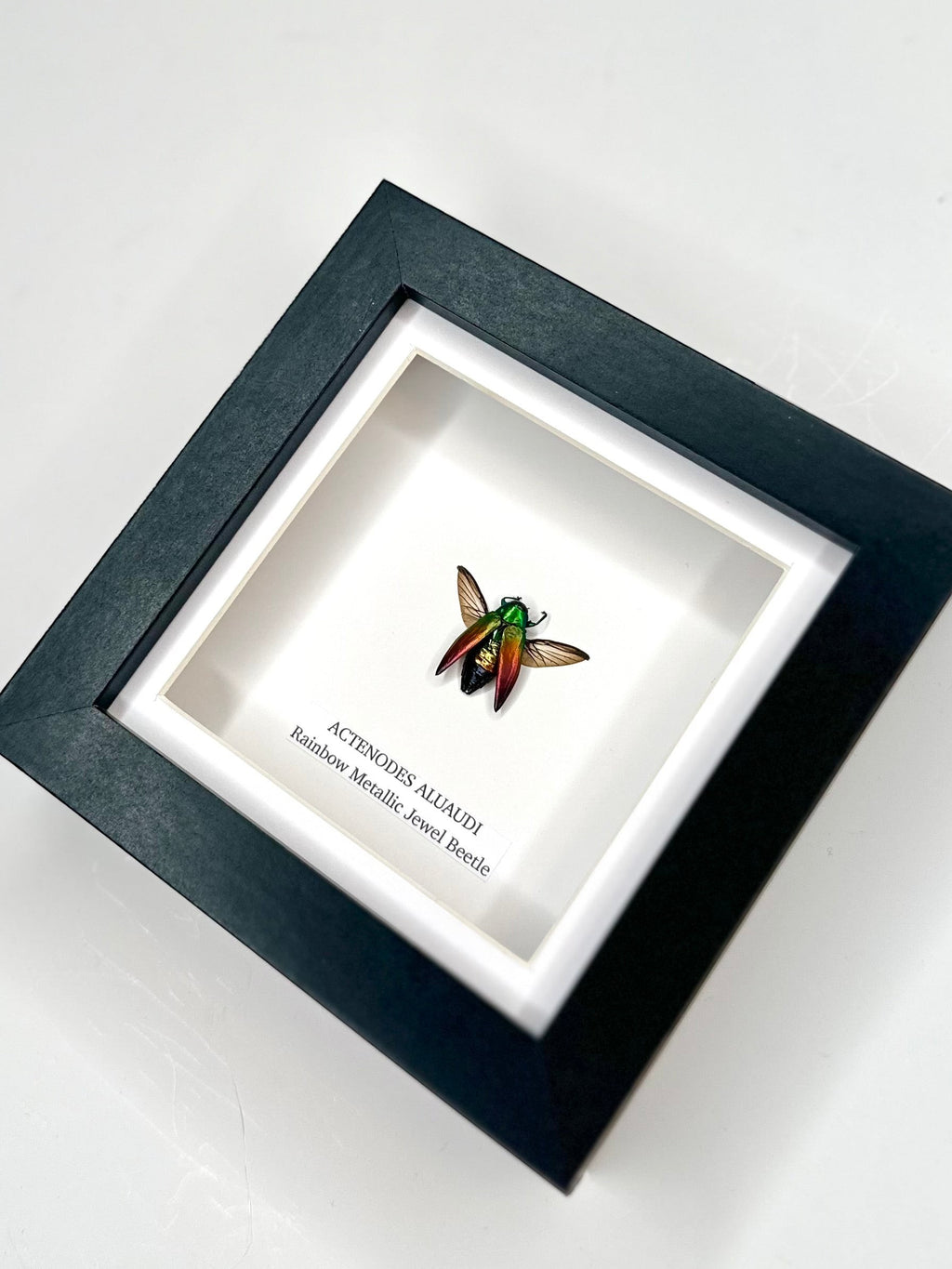 Rainbow Metallic Jewel Beetle | Actenodes Aluaudi | Medium black deep shadow Frame - Insect Taxidermy Entomology Home Decor Framed Natural Art handmade by cuteaholic gifts