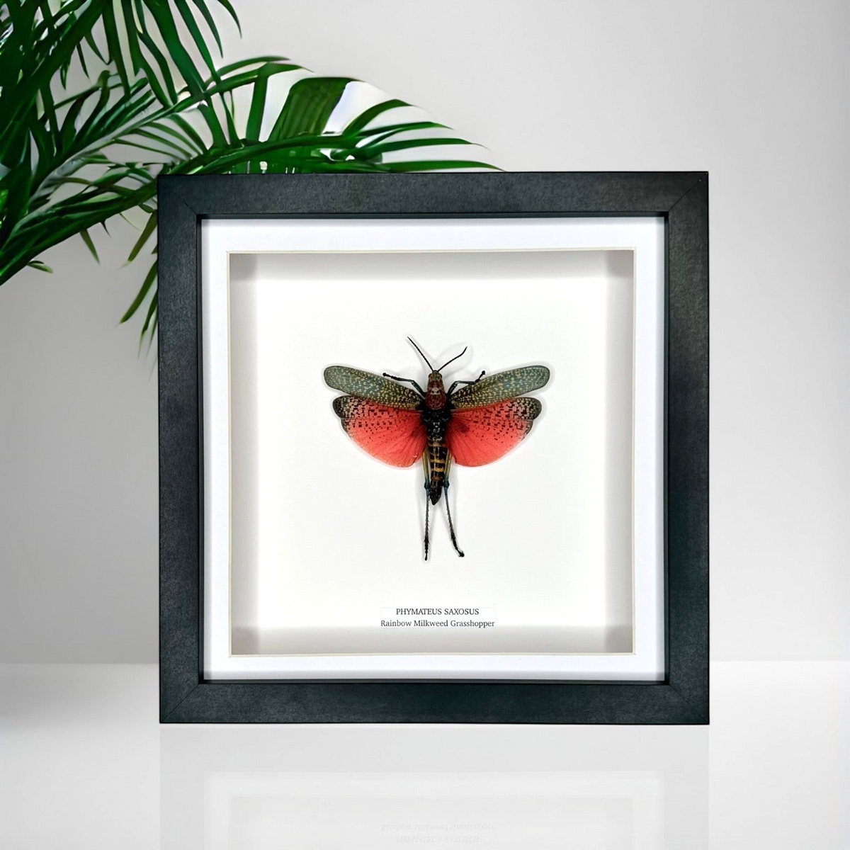Rainbow Milkweed Grasshopper also known as Phymateus Saxosus. framed in cuteaholic black shadow deep Medium Frame, Natural Taxidermy / Entomology Home Decor Hand made Framed Natural Art by cuteaholic gifts