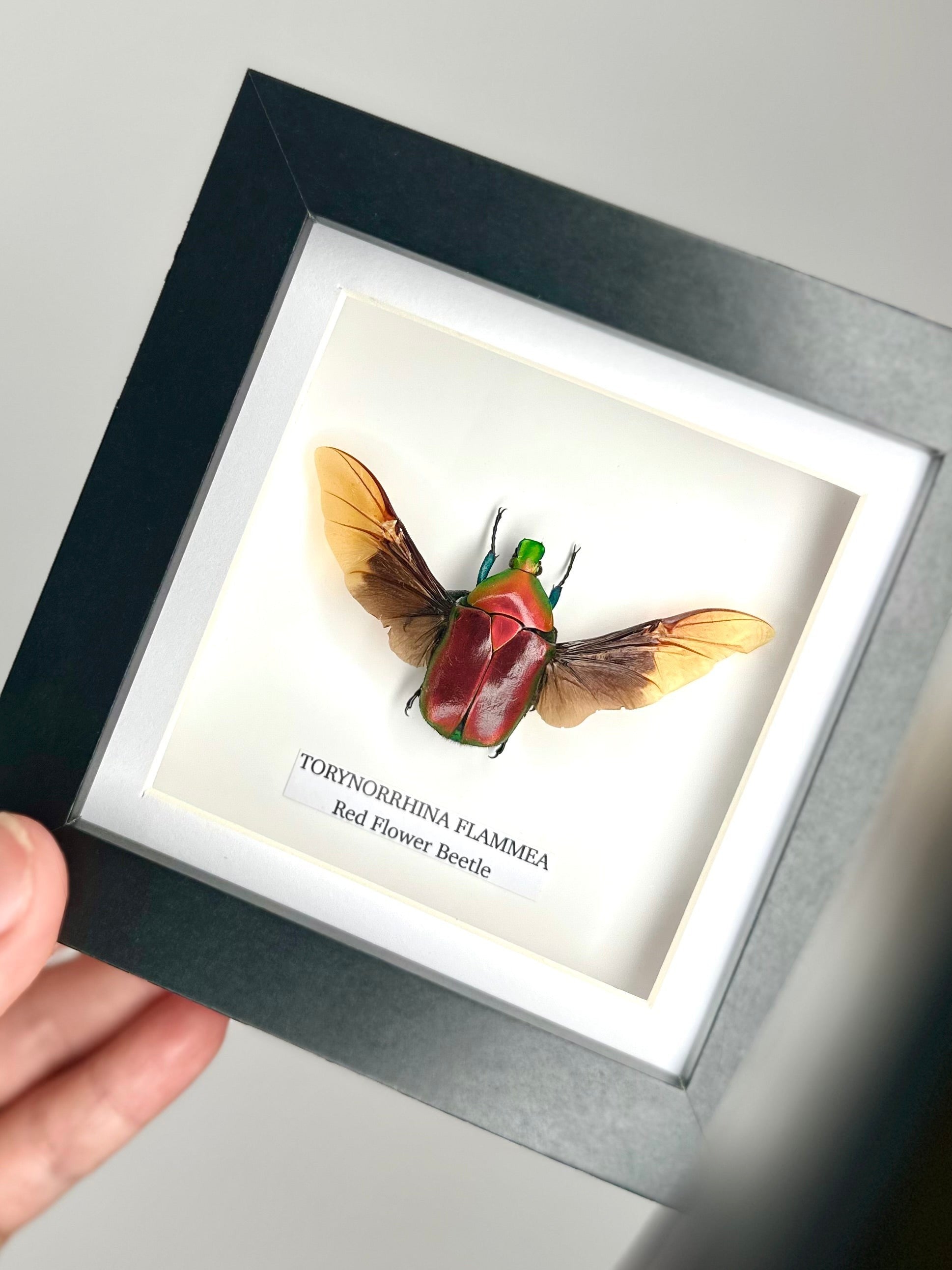 Red Flower Beetle | Torynorrhina Flammea | Small black deep shadow Frame - Insect Taxidermy Entomology Home Decor Framed Natural Art Handmade by cuteaholic gifts