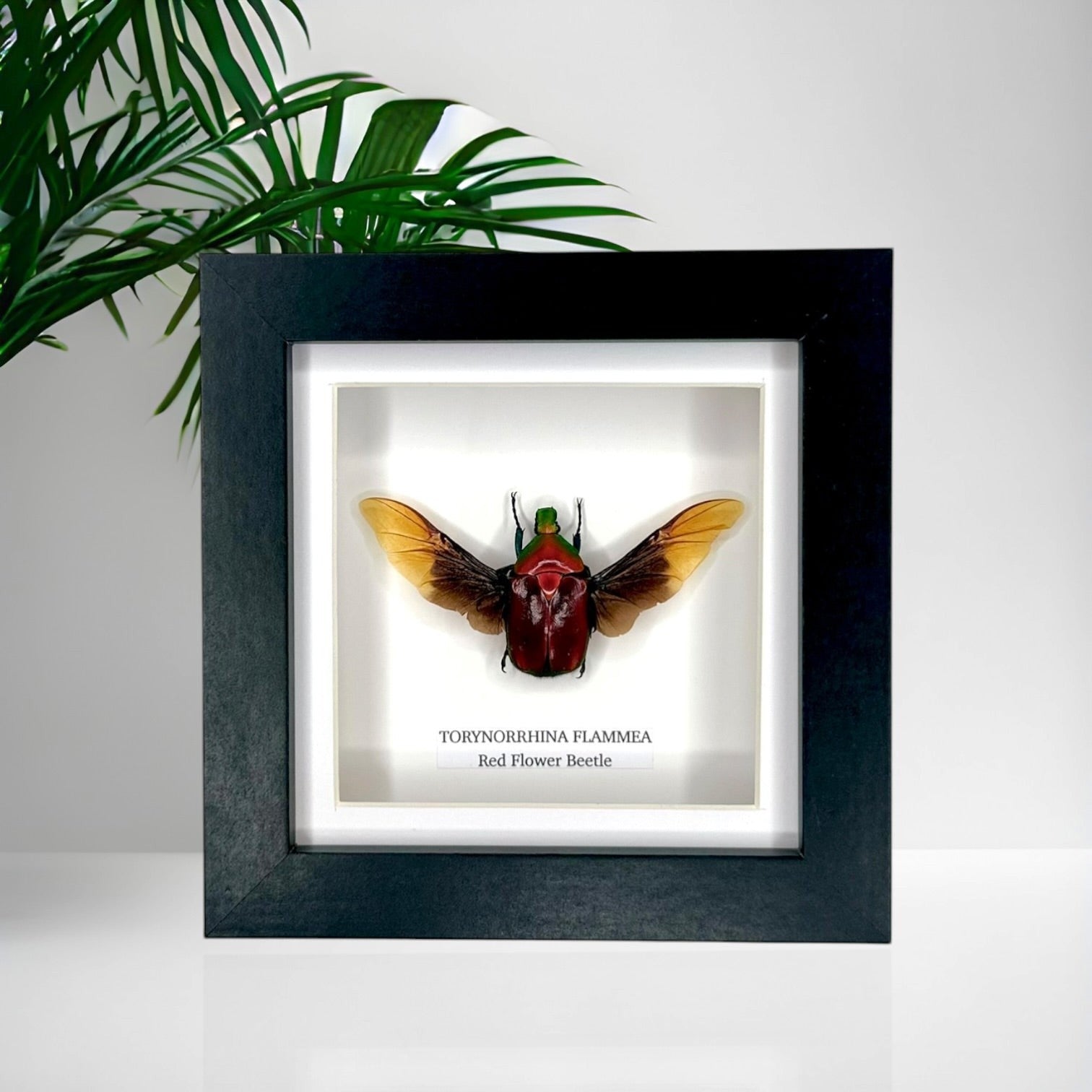 Red Flower Beetle | Torynorrhina Flammea | Small black deep shadow Frame - Insect Taxidermy Entomology Home Decor Framed Natural Art Handmade by cuteaholic gifts