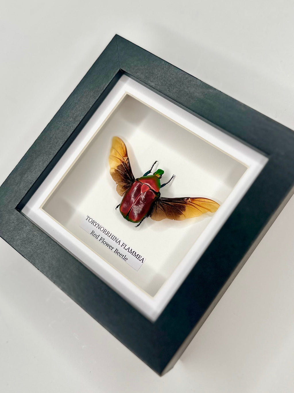 Red Flower Beetle | Torynorrhina Flammea | Small black deep shadow Frame - Insect Taxidermy Entomology Home Decor Framed Natural Art Handmade by cuteaholic gifts