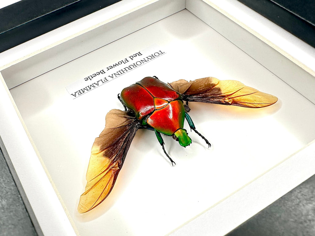 Red Flower Beetle | Torynorrhina Flammea | Small black deep shadow Frame - Insect Taxidermy Entomology Home Decor Framed Natural Art Handmade by cuteaholic gifts