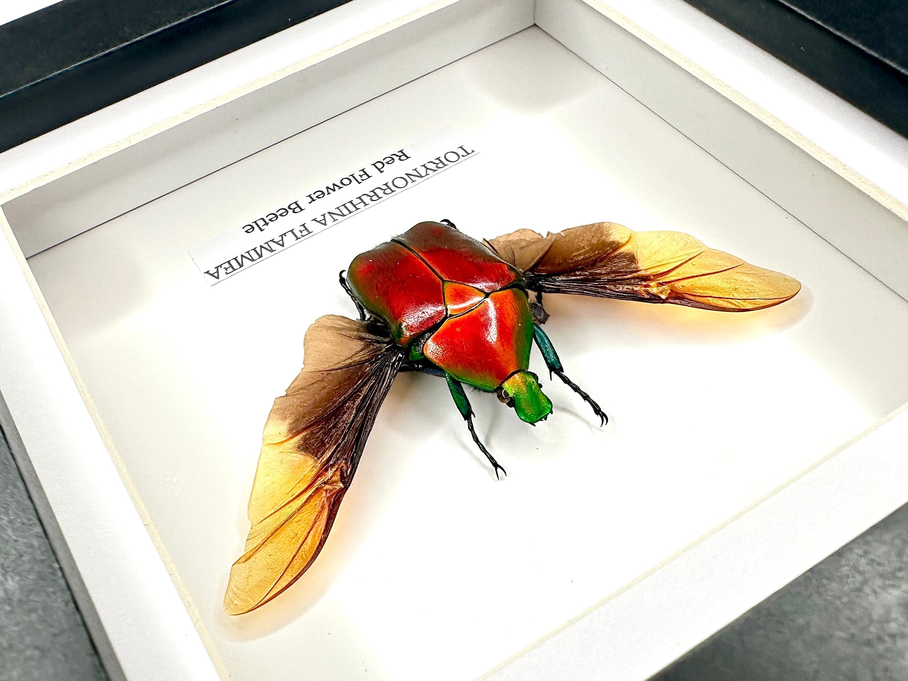 Red Flower Beetle | Torynorrhina Flammea | Small black deep shadow Frame - Insect Taxidermy Entomology Home Decor Framed Natural Art Handmade by cuteaholic gifts