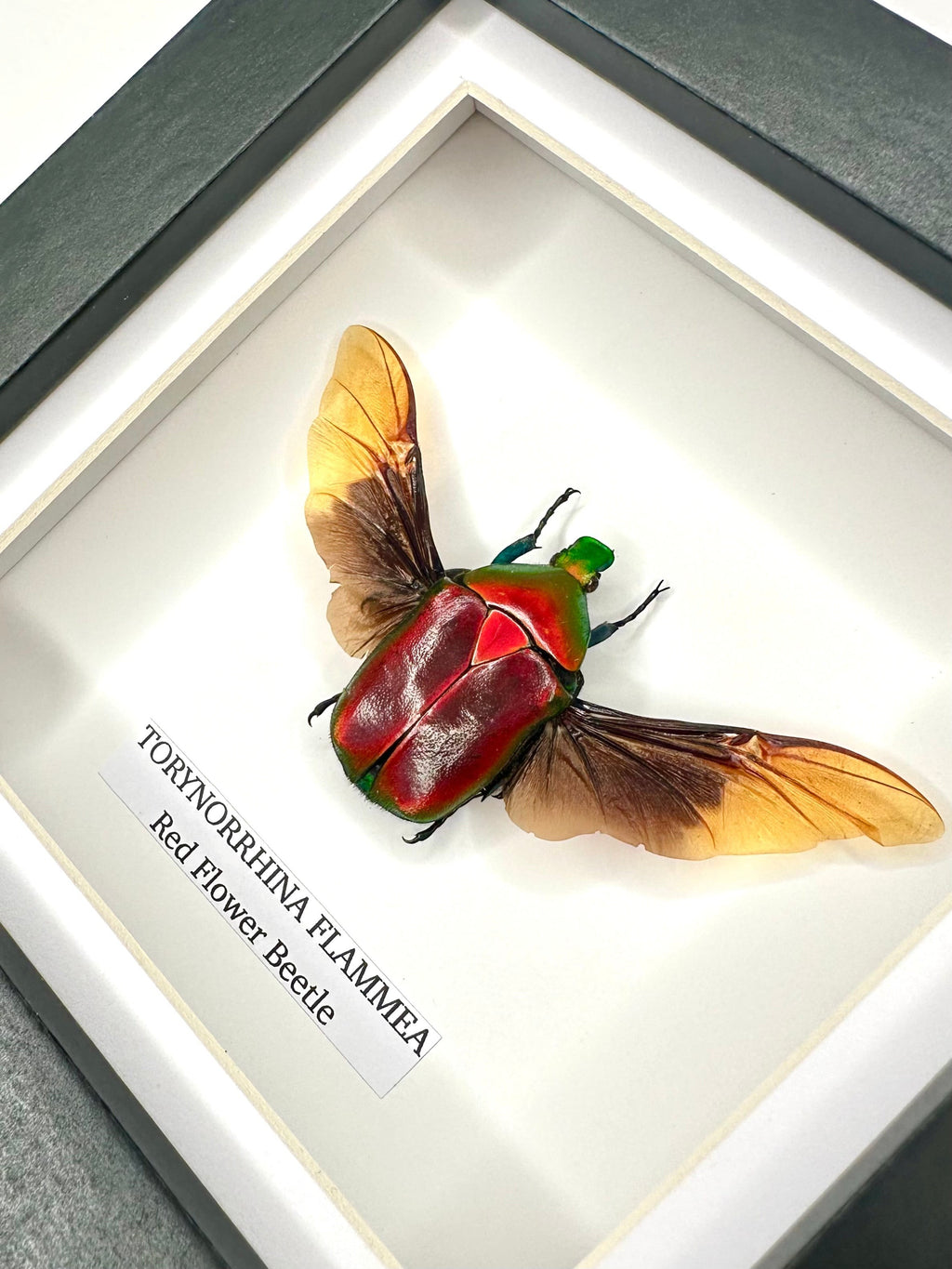 Red Flower Beetle | Torynorrhina Flammea | Small black deep shadow Frame - Insect Taxidermy Entomology Home Decor Framed Natural Art Handmade by cuteaholic gifts