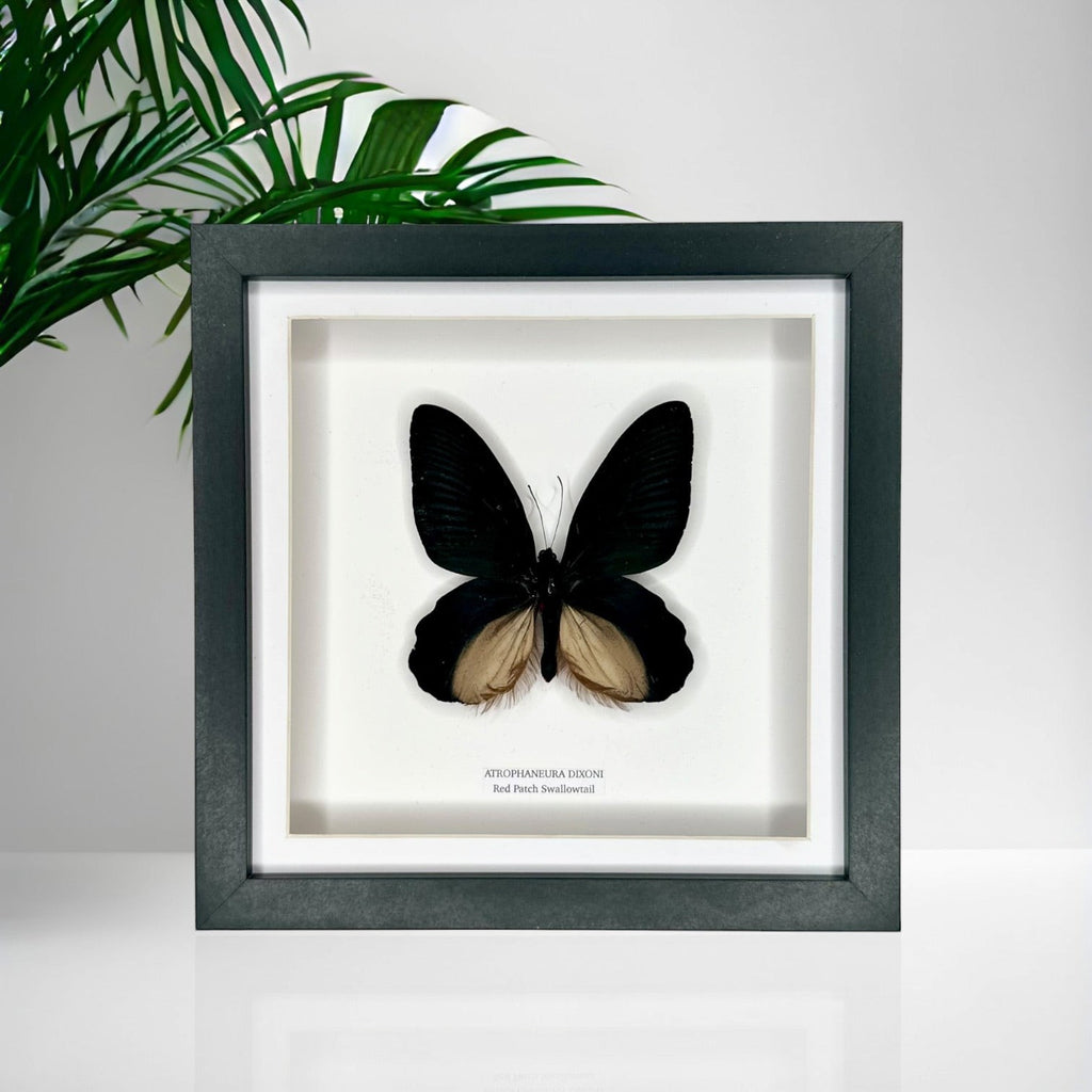 Red Patch Swallowtail | Atrophaneura Dixoni | black deep shadow Medium Frame - Taxidermy Entomology Home Decor Framed Natural Art handmade by cuteaholic gifts