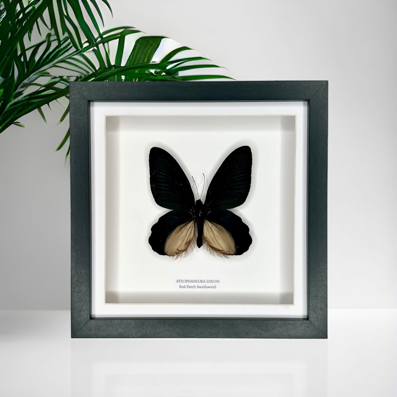 Red Patch Swallowtail | Atrophaneura Dixoni | black deep shadow Medium Frame - Taxidermy Entomology Home Decor Framed Natural Art handmade by cuteaholic gifts