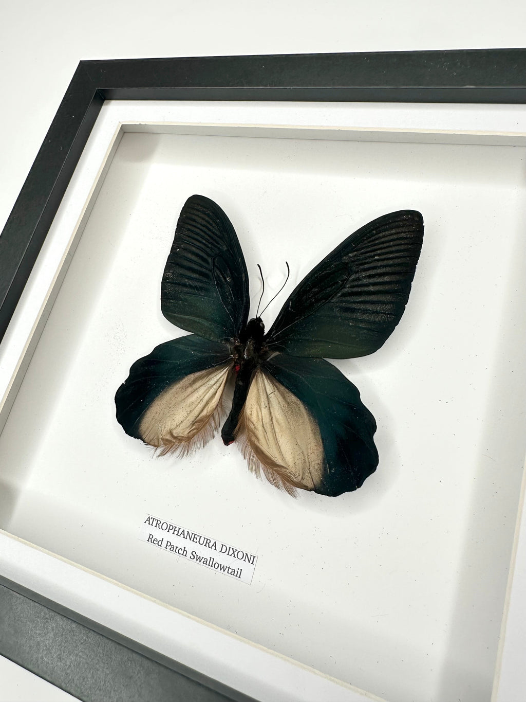 Red Patch Swallowtail | Atrophaneura Dixoni | black deep shadow Medium Frame - Taxidermy Entomology Home Decor Framed Natural Art handmade by cuteaholic gifts