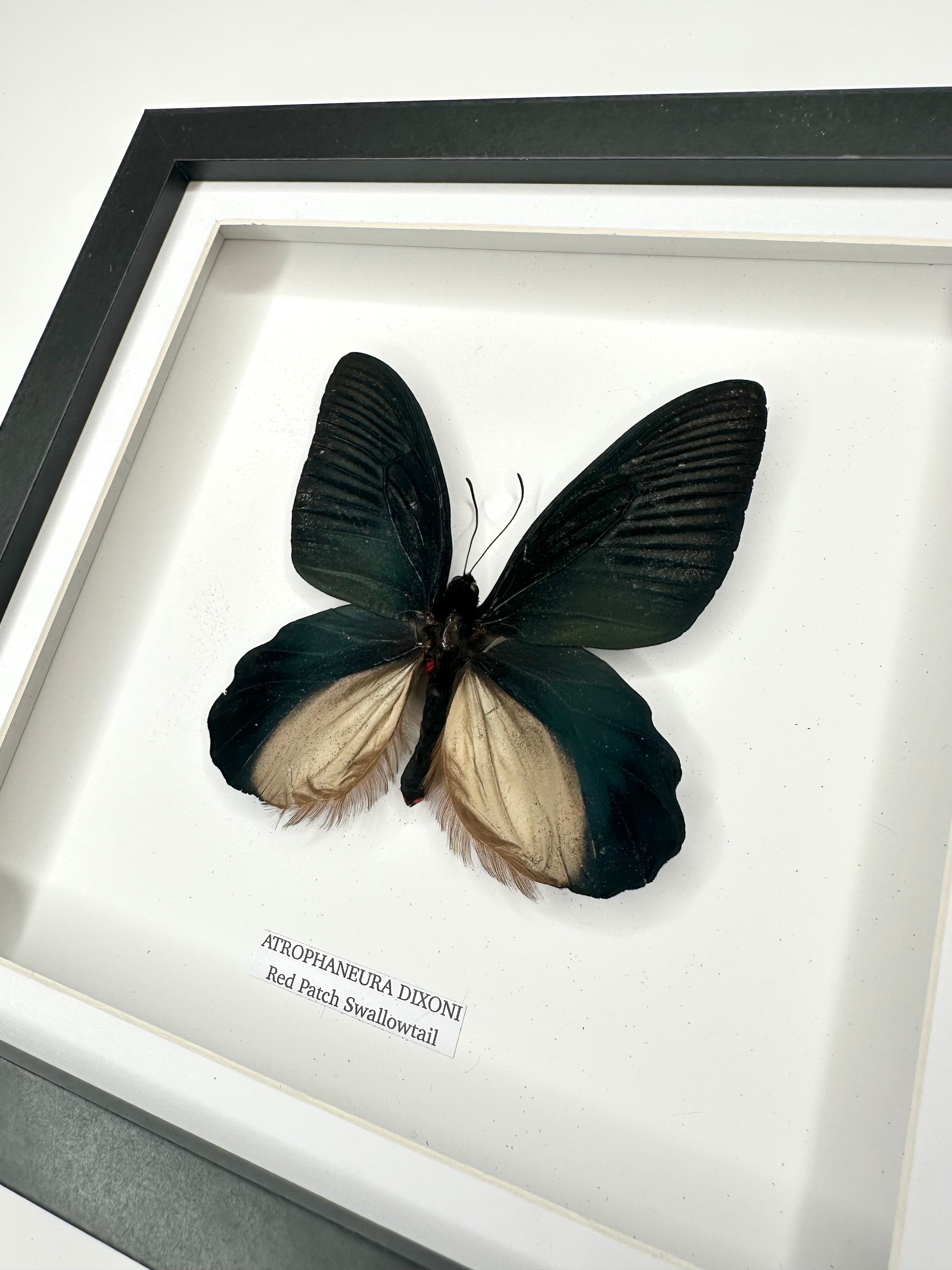 Red Patch Swallowtail | Atrophaneura Dixoni | black deep shadow Medium Frame - Taxidermy Entomology Home Decor Framed Natural Art handmade by cuteaholic gifts