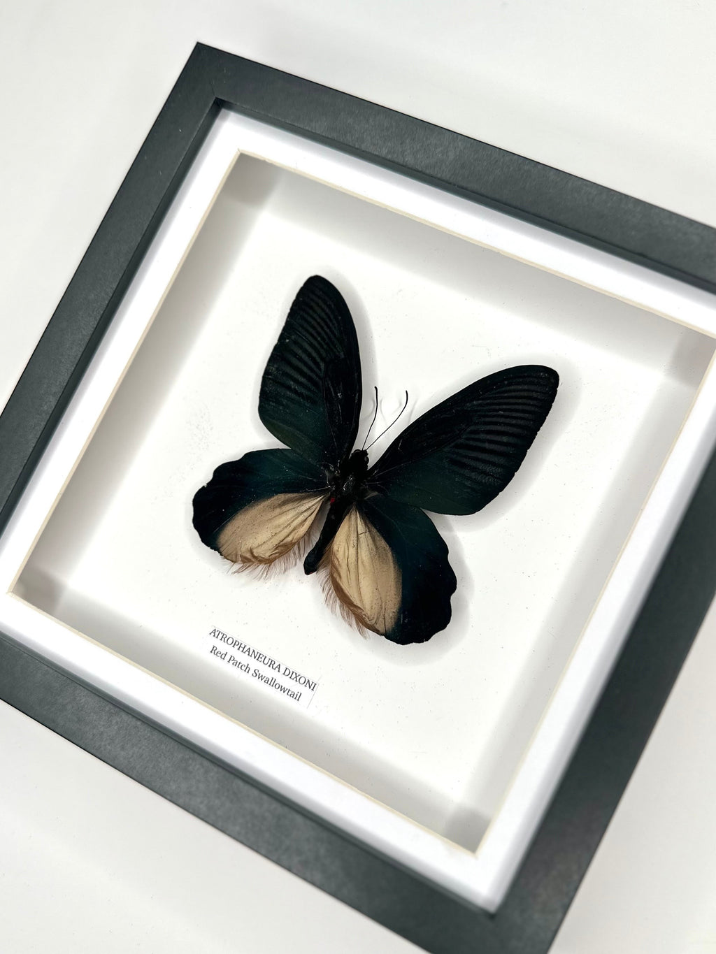 Red Patch Swallowtail | Atrophaneura Dixoni | black deep shadow Medium Frame - Taxidermy Entomology Home Decor Framed Natural Art handmade by cuteaholic gifts
