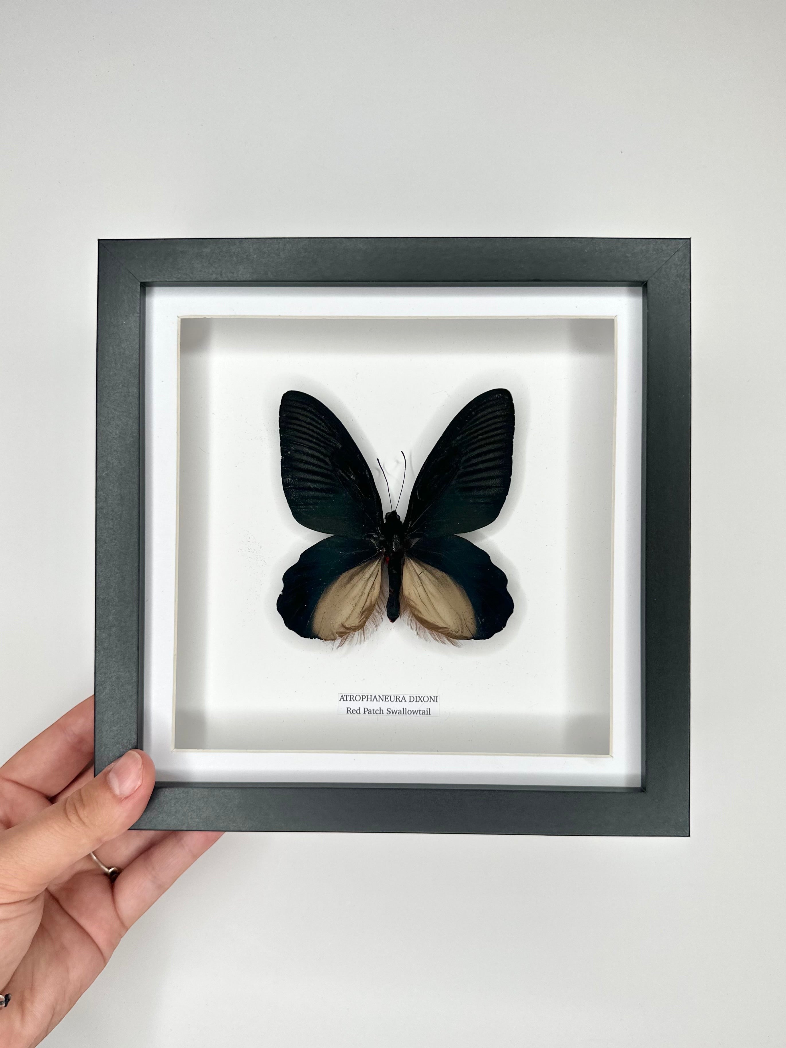 Red Patch Swallowtail | Atrophaneura Dixoni | black deep shadow Medium Frame - Taxidermy Entomology Home Decor Framed Natural Art handmade by cuteaholic gifts