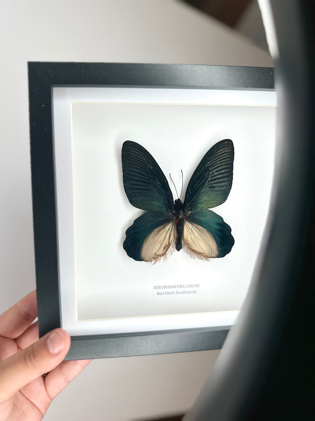 Red Patch Swallowtail | Atrophaneura Dixoni | black deep shadow Medium Frame - Taxidermy Entomology Home Decor Framed Natural Art handmade by cuteaholic gifts