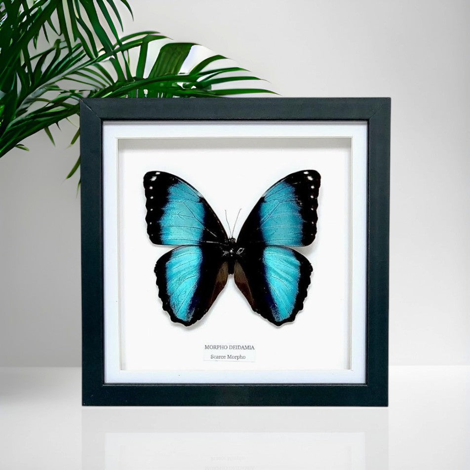 Scarce Morpho | Morpho Deidamia | Medium Frame • Taxidermy Entomology Home Decor Framed Art